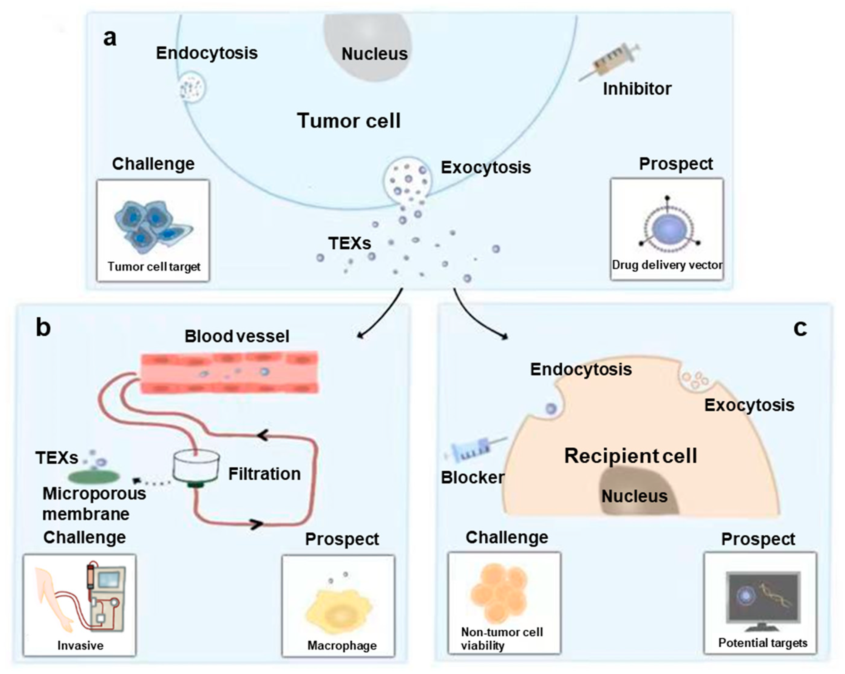 Exosomes Key Players In Cancer And Potential Therapeutic Strategy IJMS | Free Full-Text | The Roles of Exosomes in the Diagnose