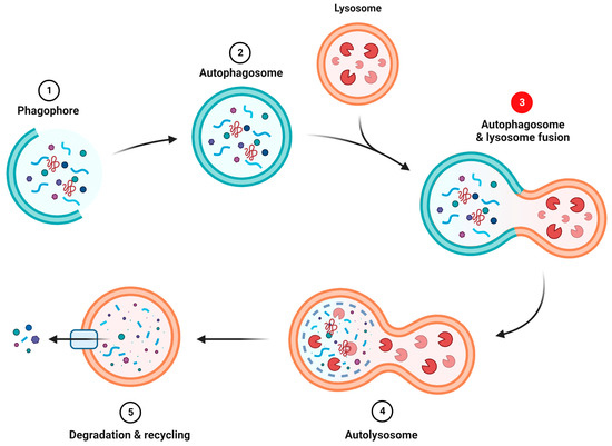 Overview of Sigma-1R Subcellular Specific Biological