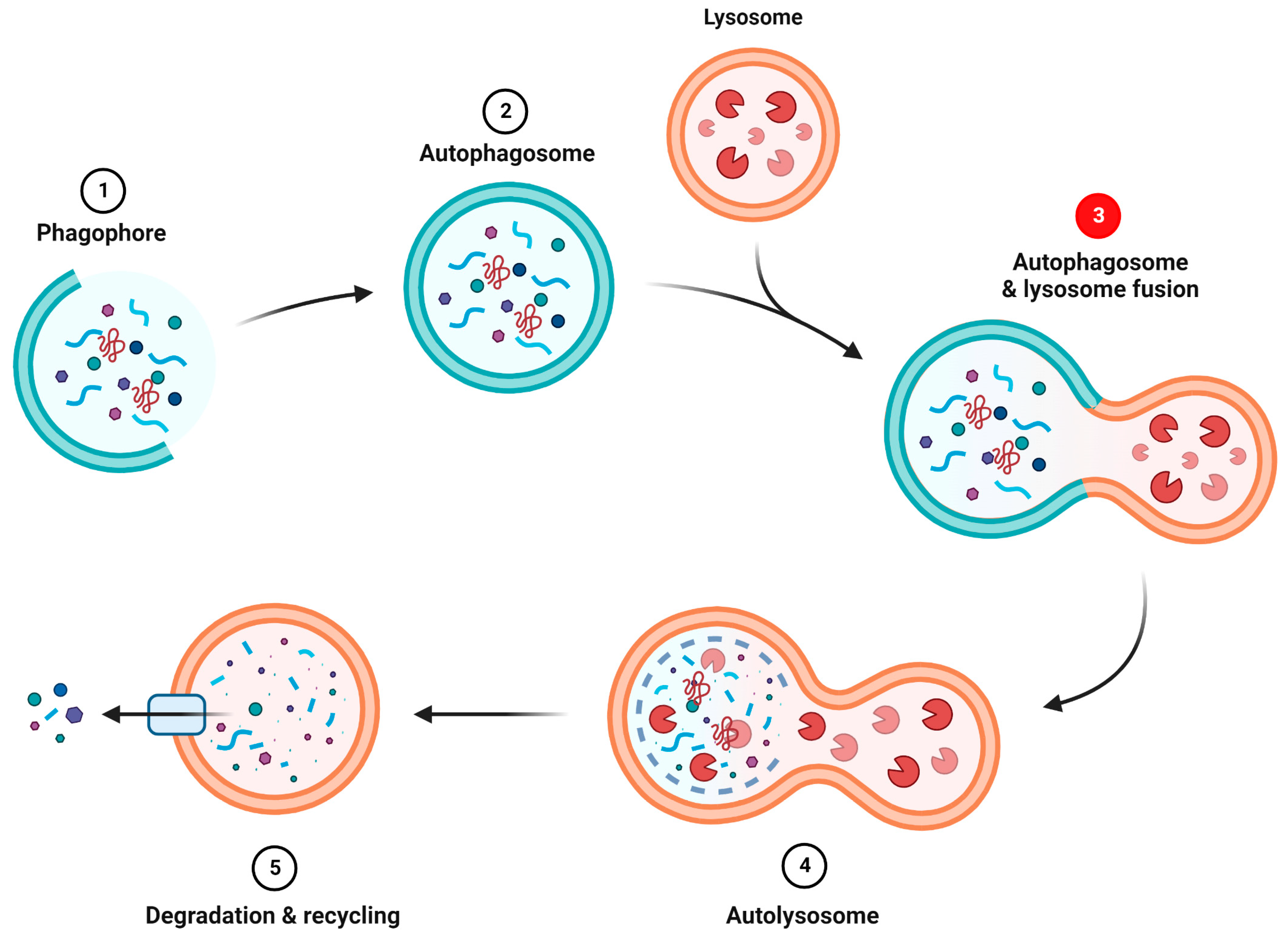 Ijms 24 01971 g003 Ijms 24 01971 g003