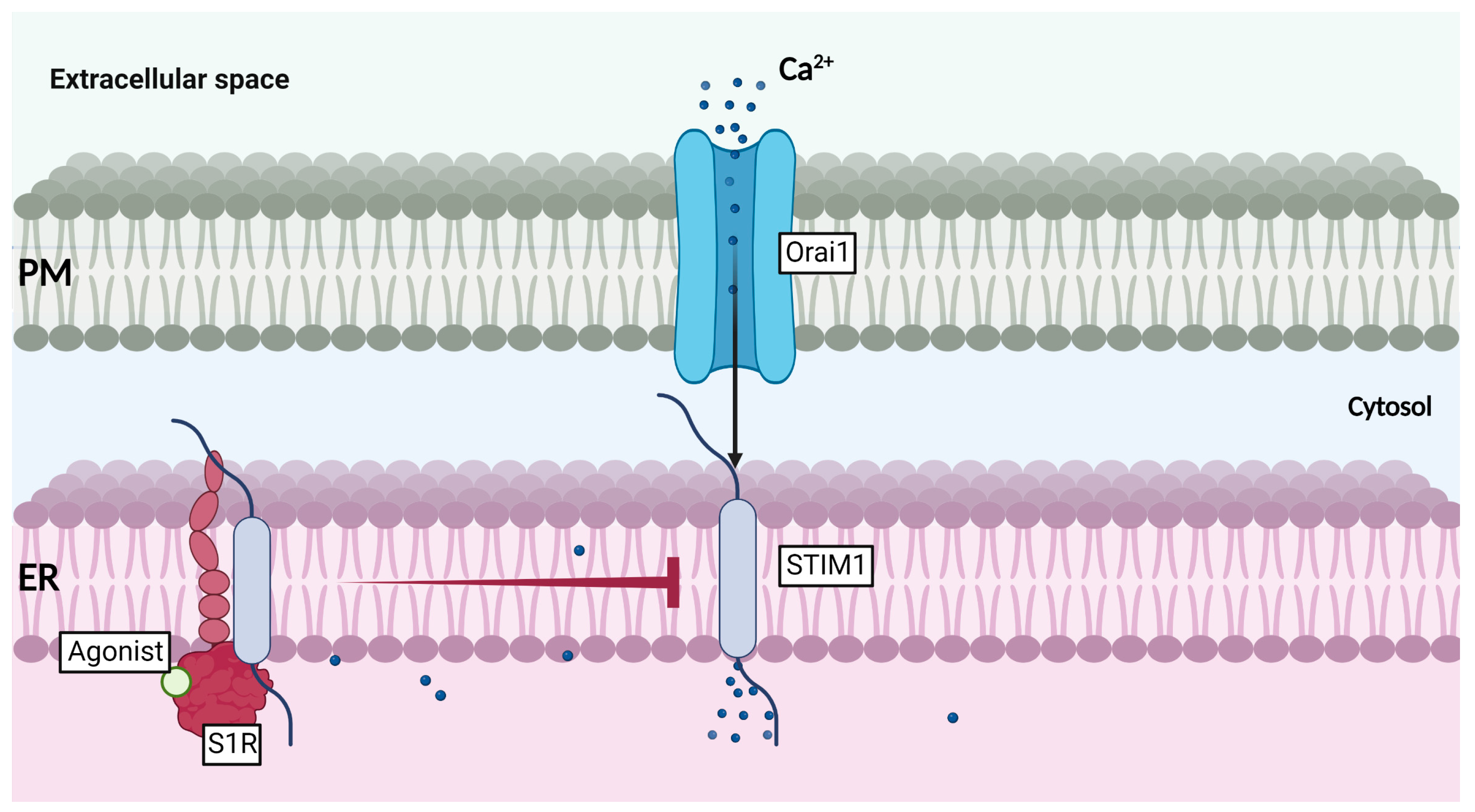 Ijms 24 01971 g005 Ijms 24 01971 g005