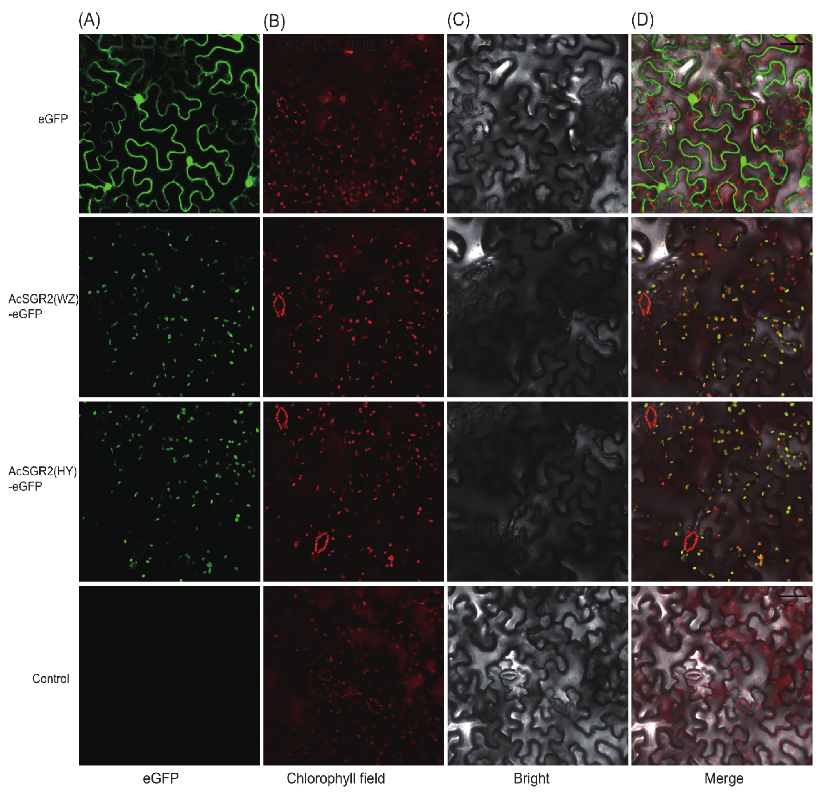 Ijms 24 01993 g007 Ijms 24 01993 g007