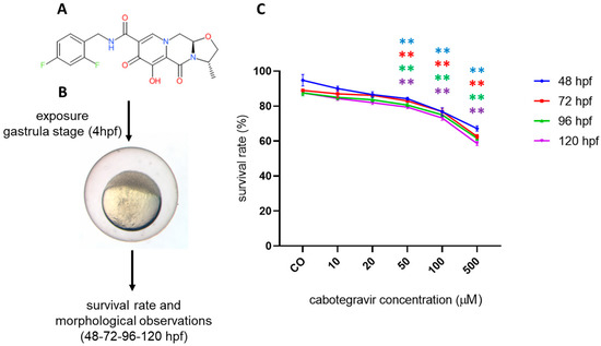 Cabotegravir Exposure of Zebrafish (Danio rerio) Embryos Impacts on ...