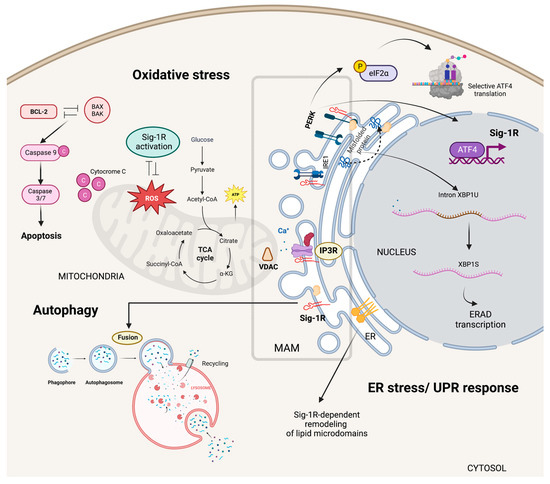 Sigma-1 Receptor Signaling: In Search of New Therapeutic