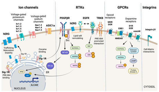 Sigma-1 Receptor Signaling: In Search of New Therapeutic