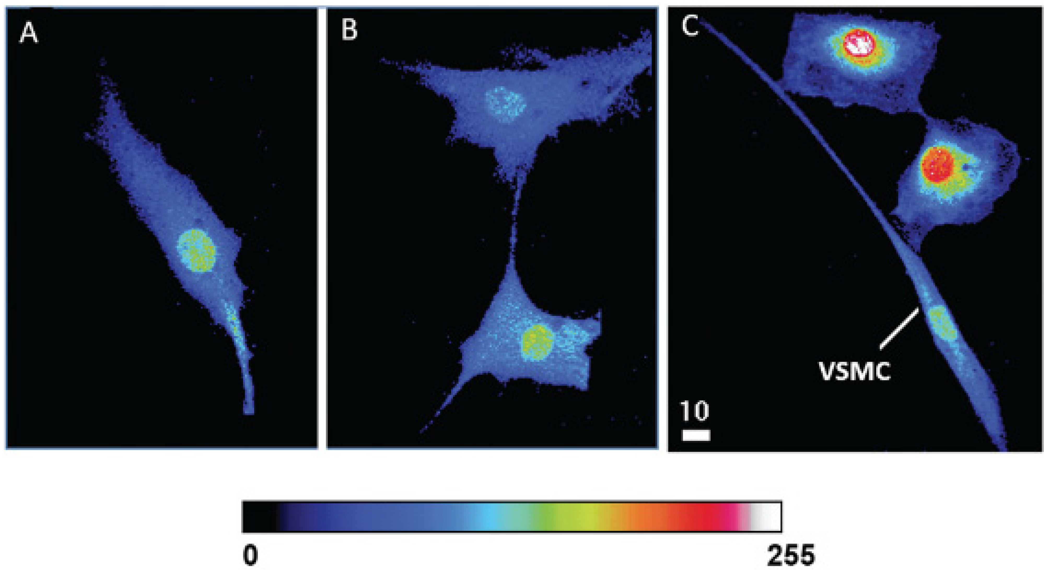 Ijms 24 01998 g005 Ijms 24 01998 g005