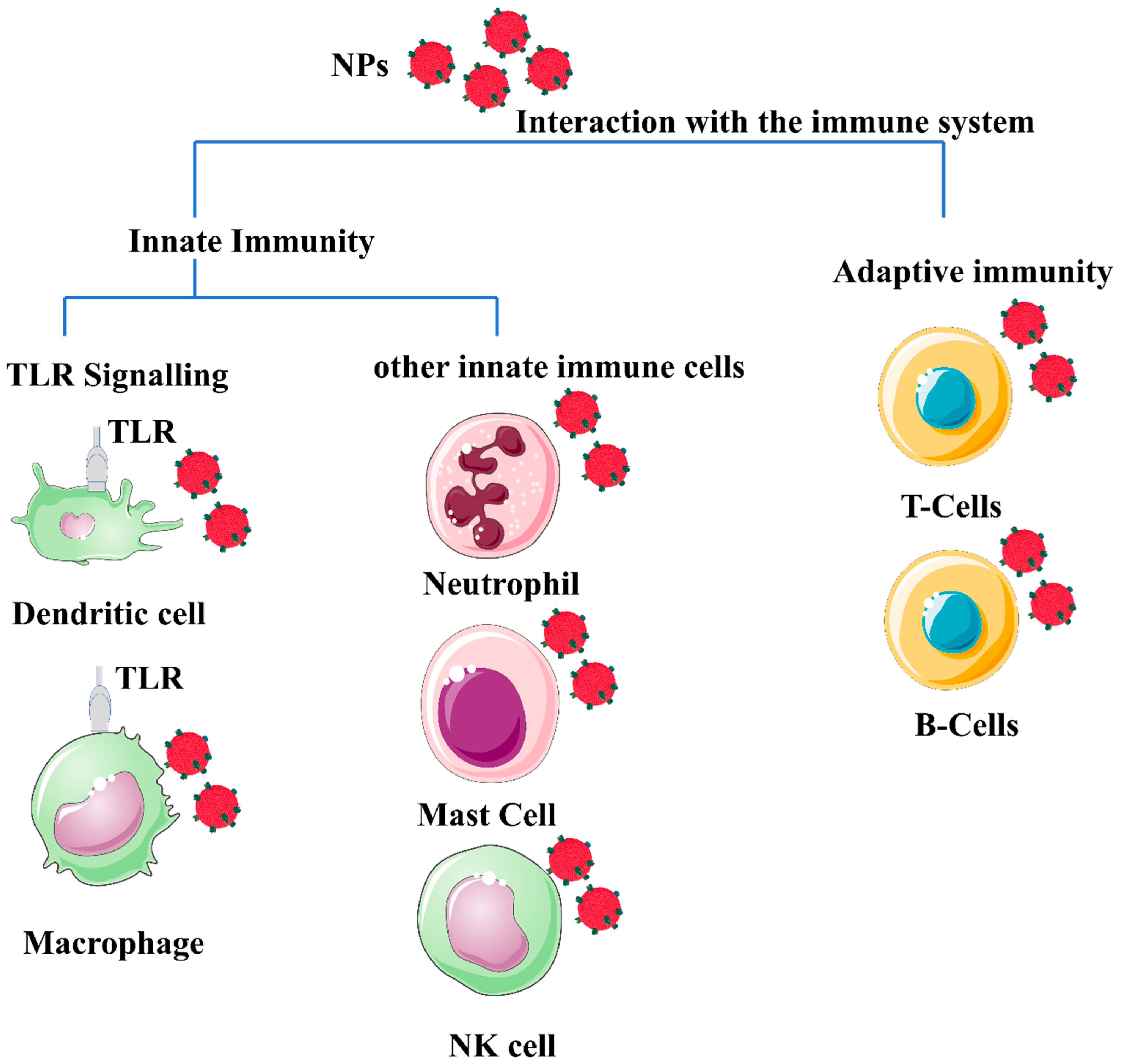 Hiding in Plain Sight: How HIV Evades Innate Immune Responses: Cell