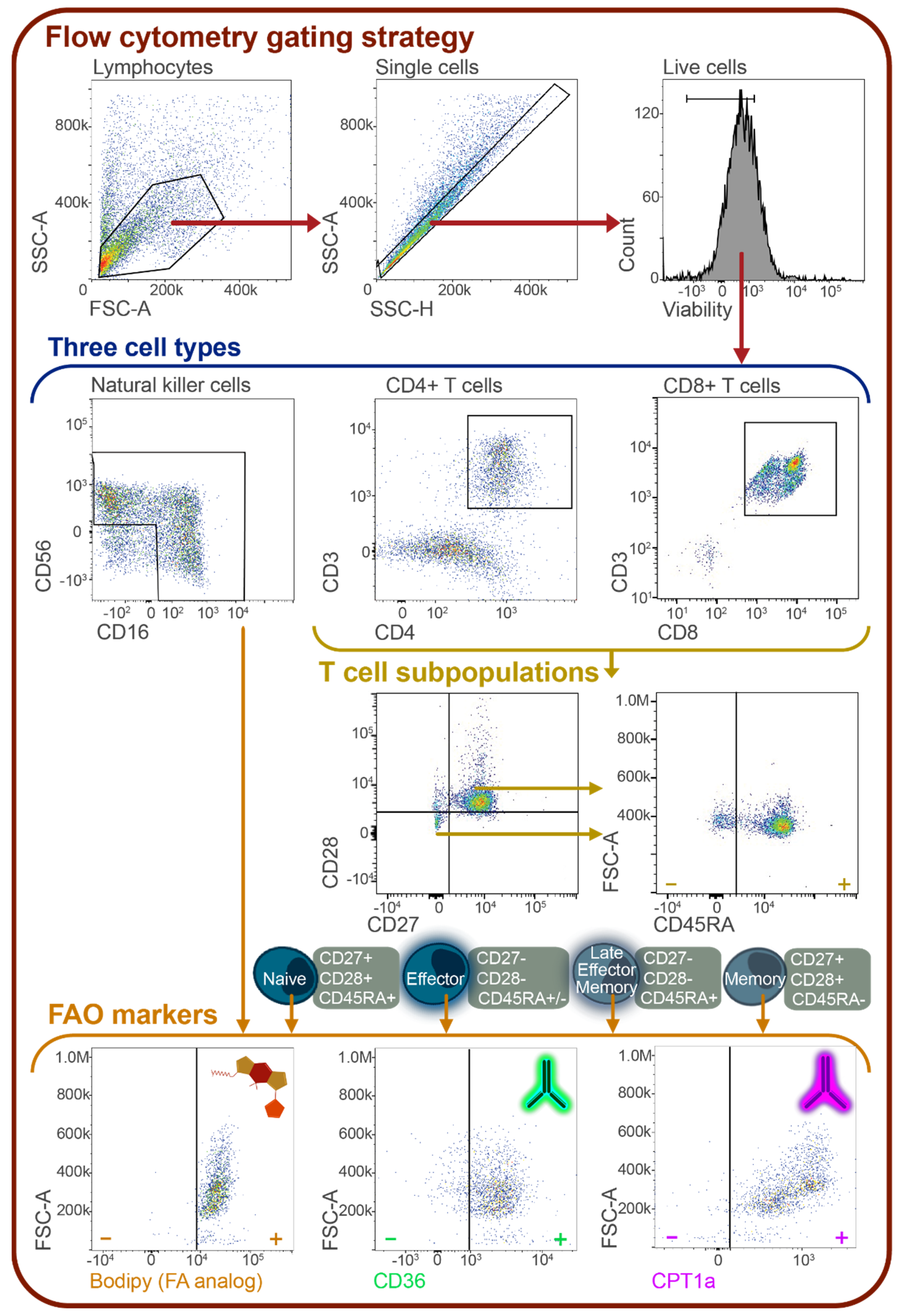 Ijms 24 02010 g003 Ijms 24 02010 g003