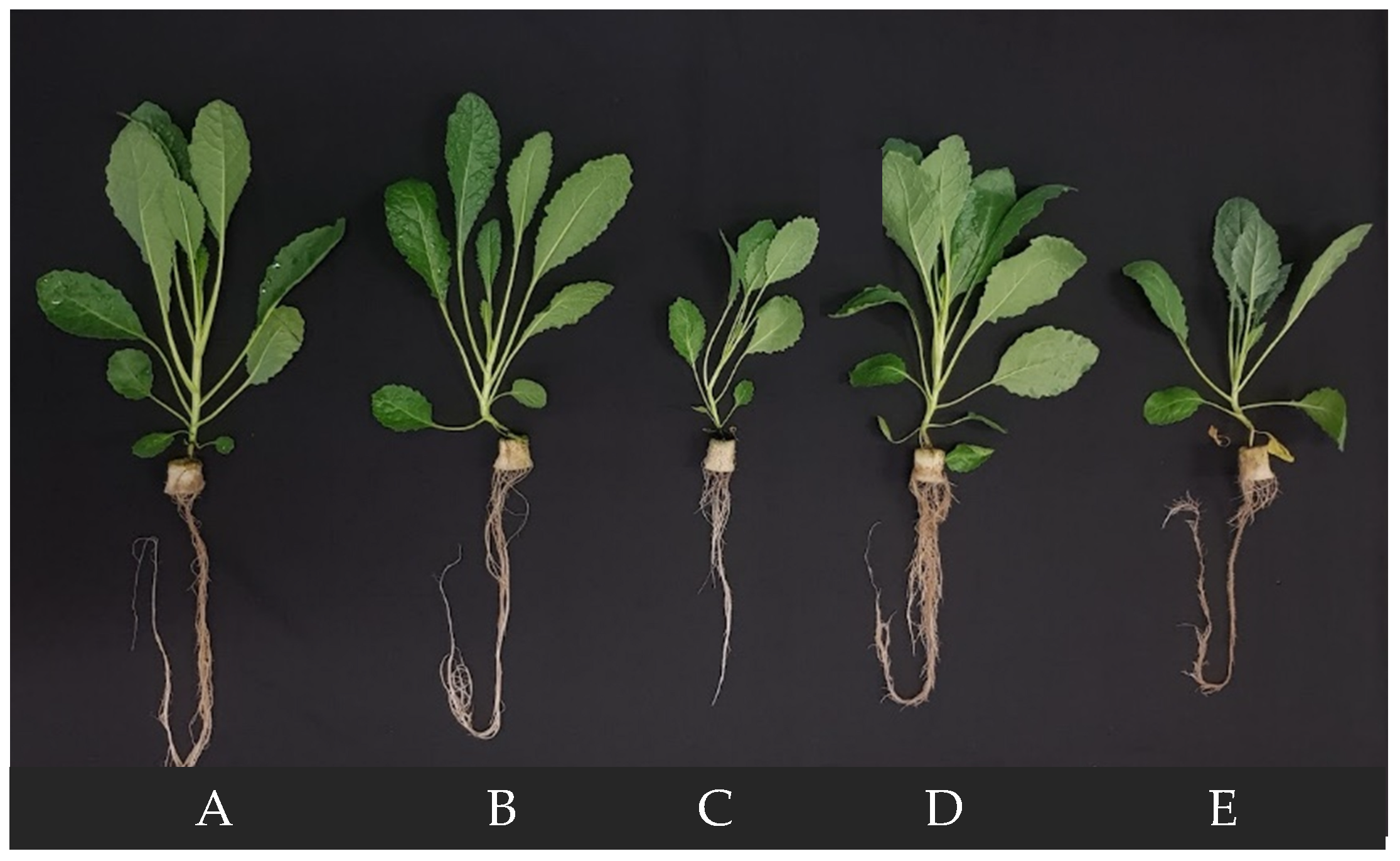 Ijms 24 02014 g005 Ijms 24 02014 g005