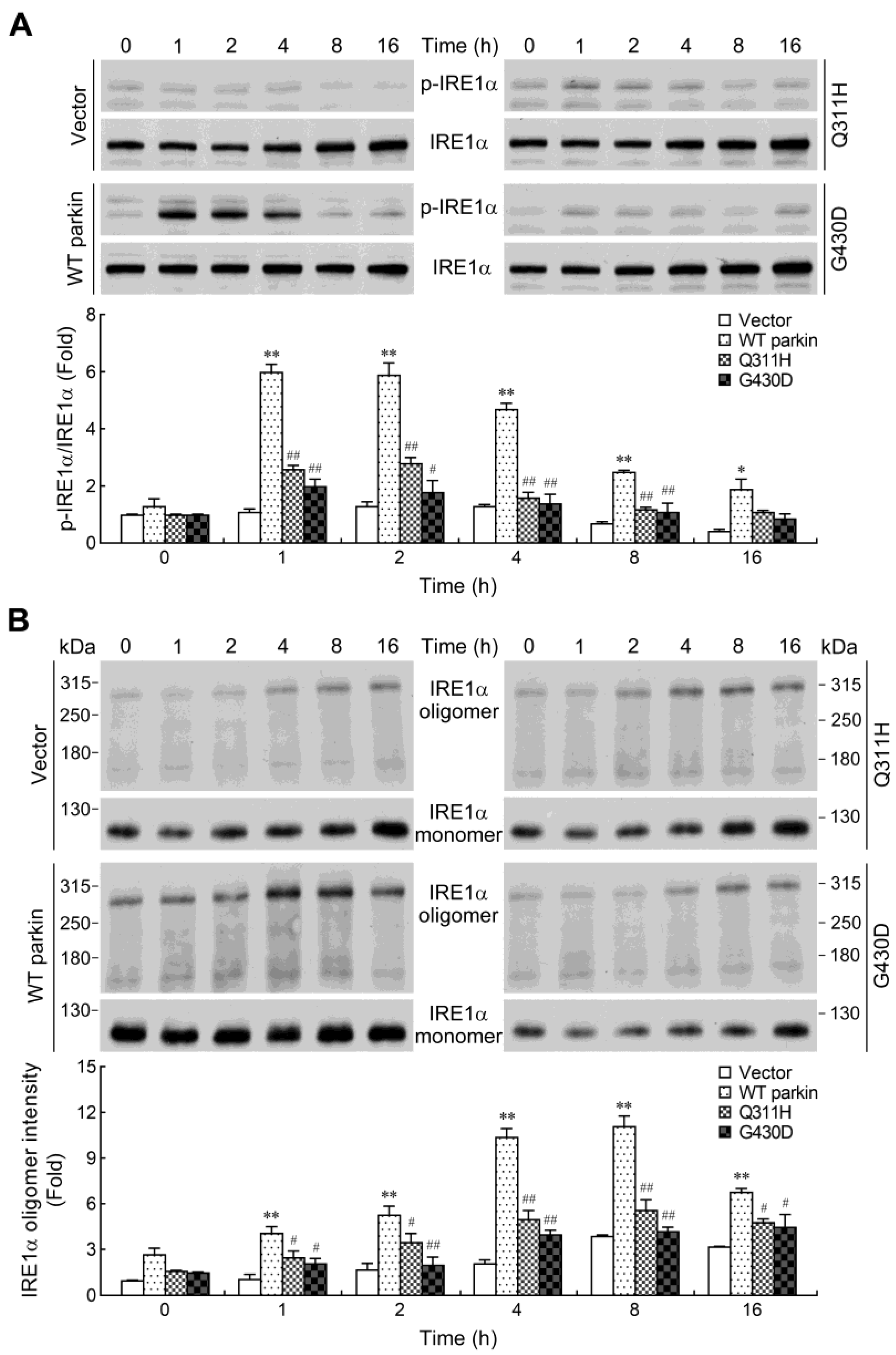 Ijms 24 02017 g005a Ijms 24 02017 g005a