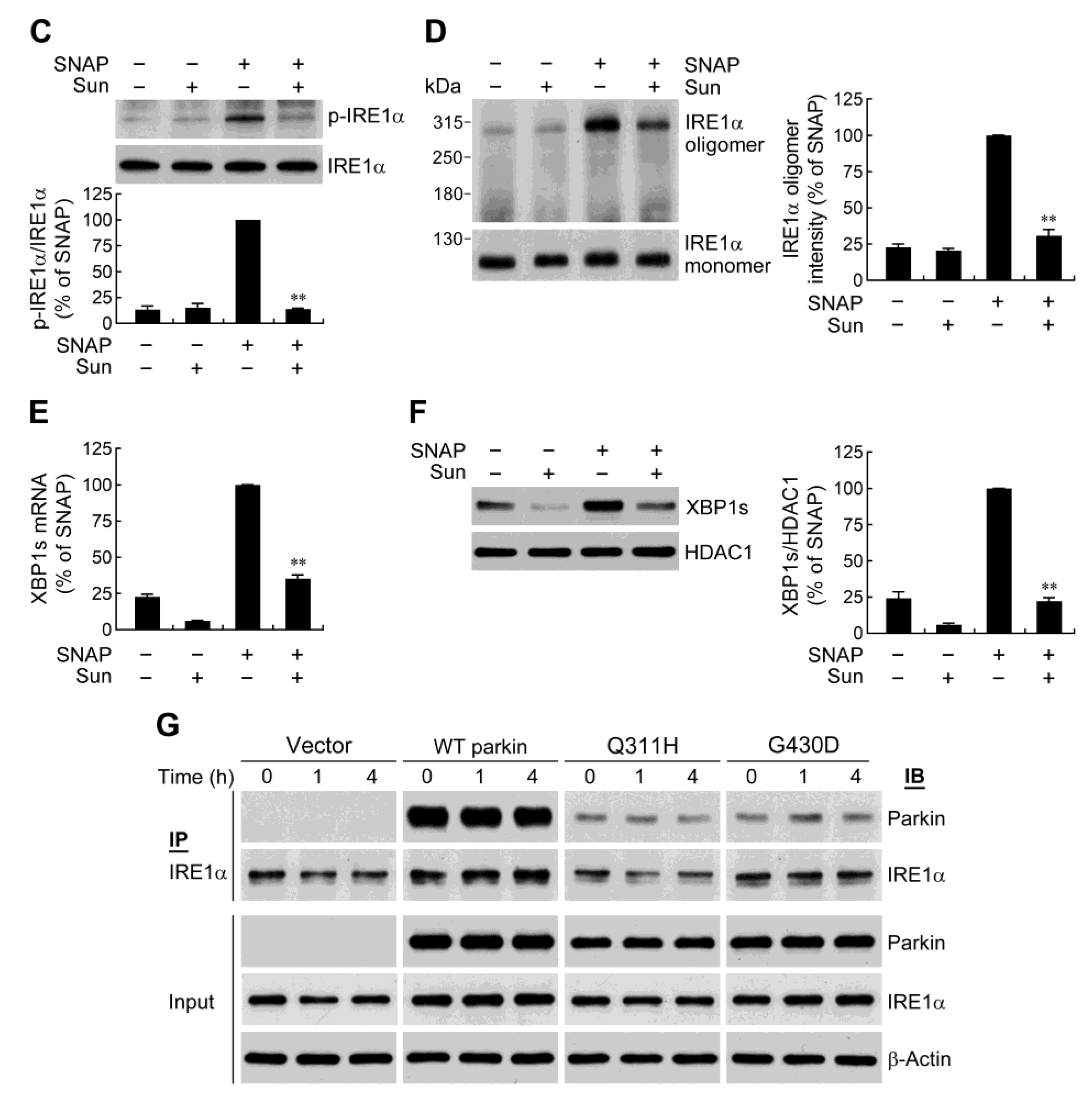 Ijms 24 02017 g005b Ijms 24 02017 g005b