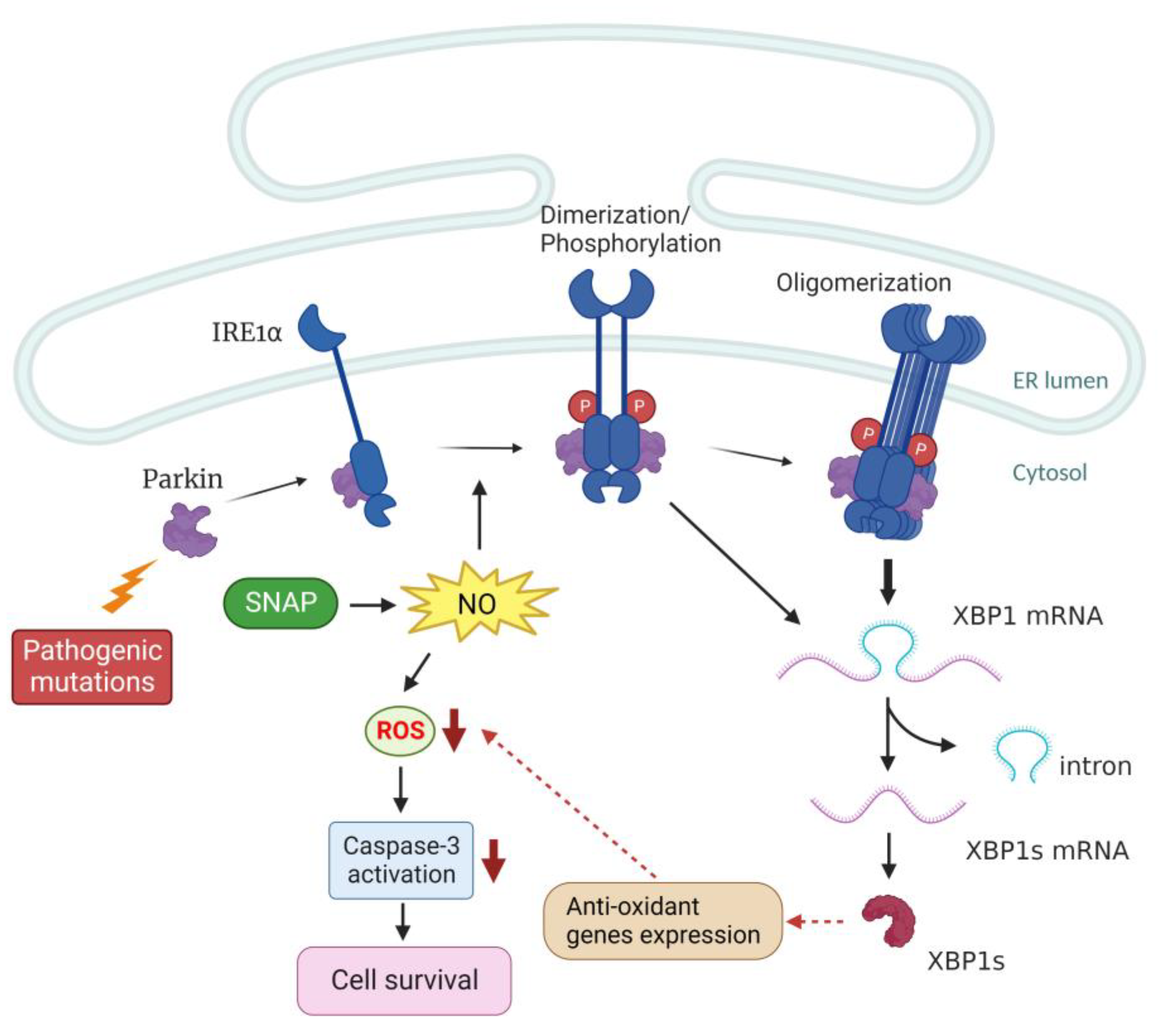 Ijms 24 02017 g006 Ijms 24 02017 g006