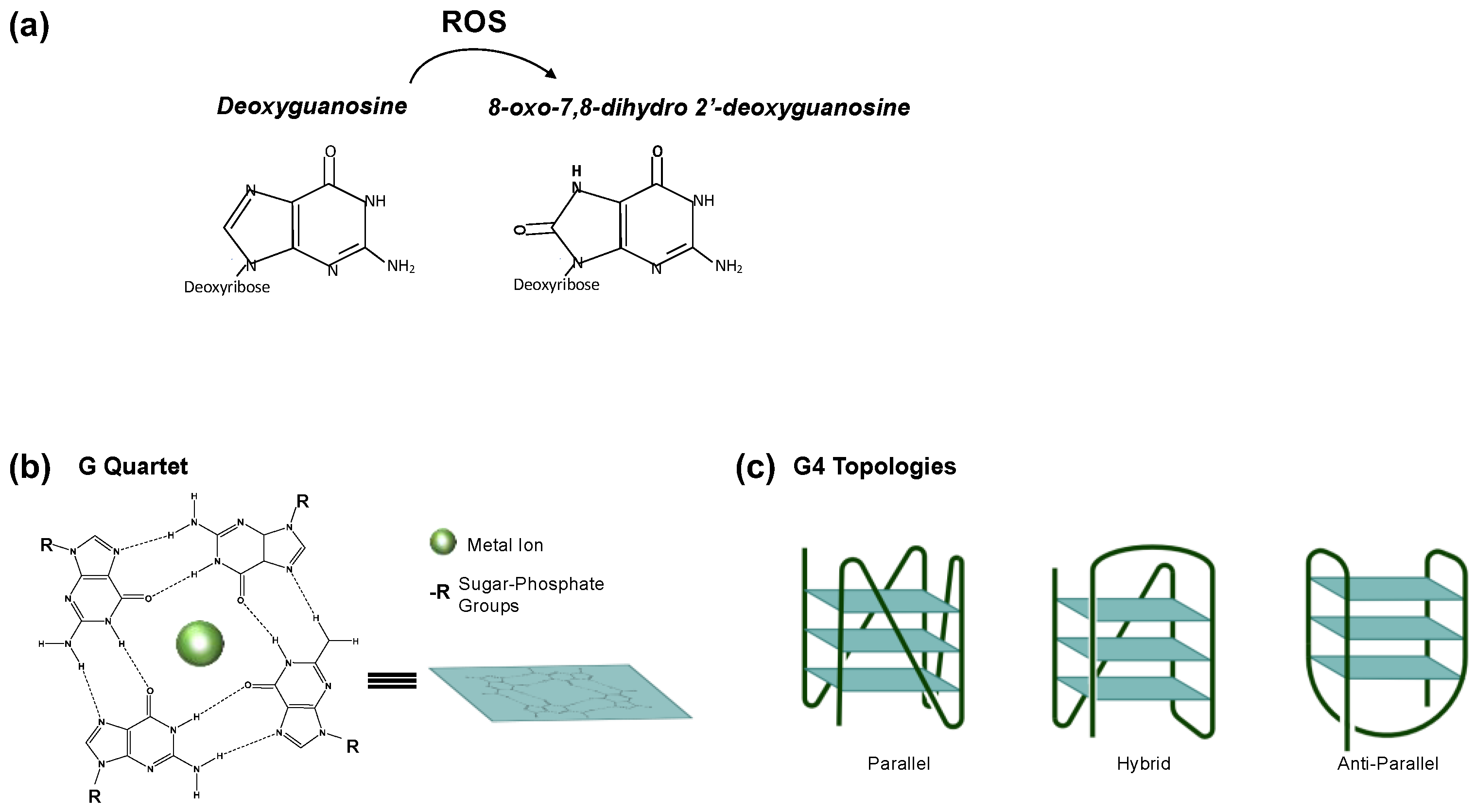 Ijms 24 02031 g001 Ijms 24 02031 g001