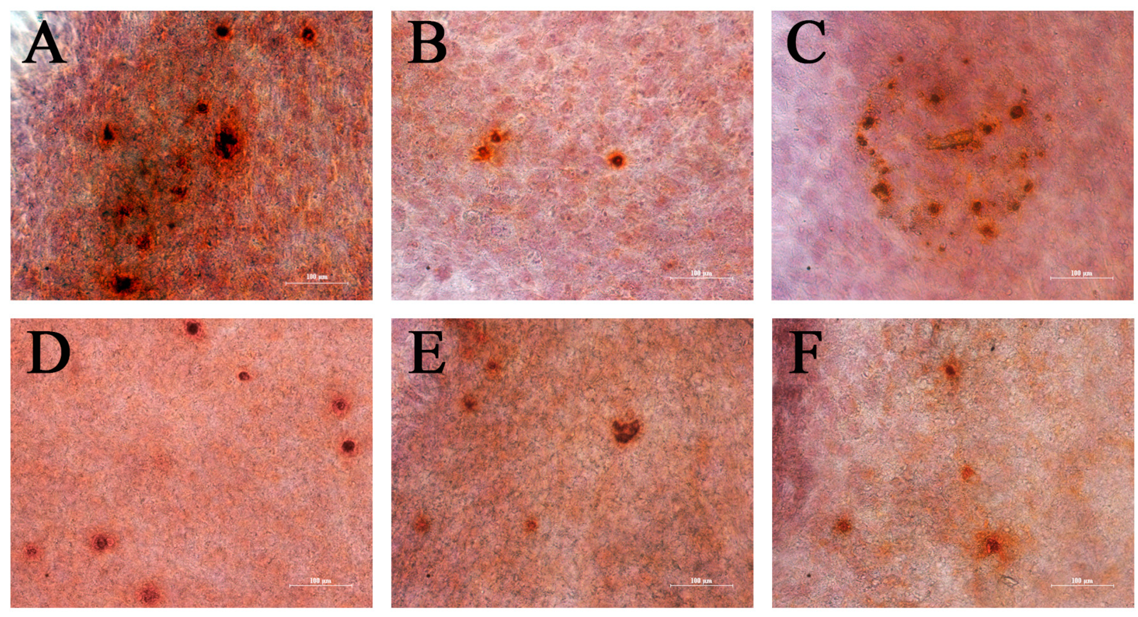 Ijms 24 02032 g015 Ijms 24 02032 g015