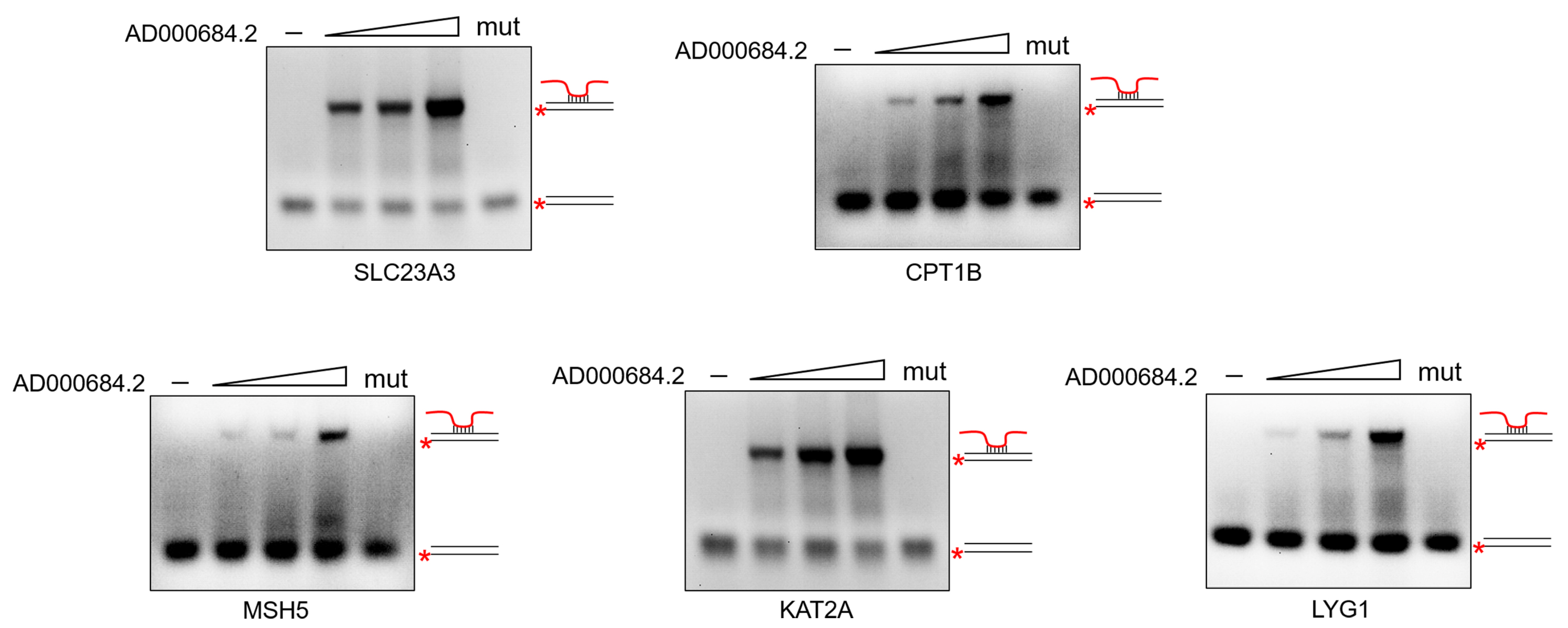 Ijms 24 02035 g004 Ijms 24 02035 g004
