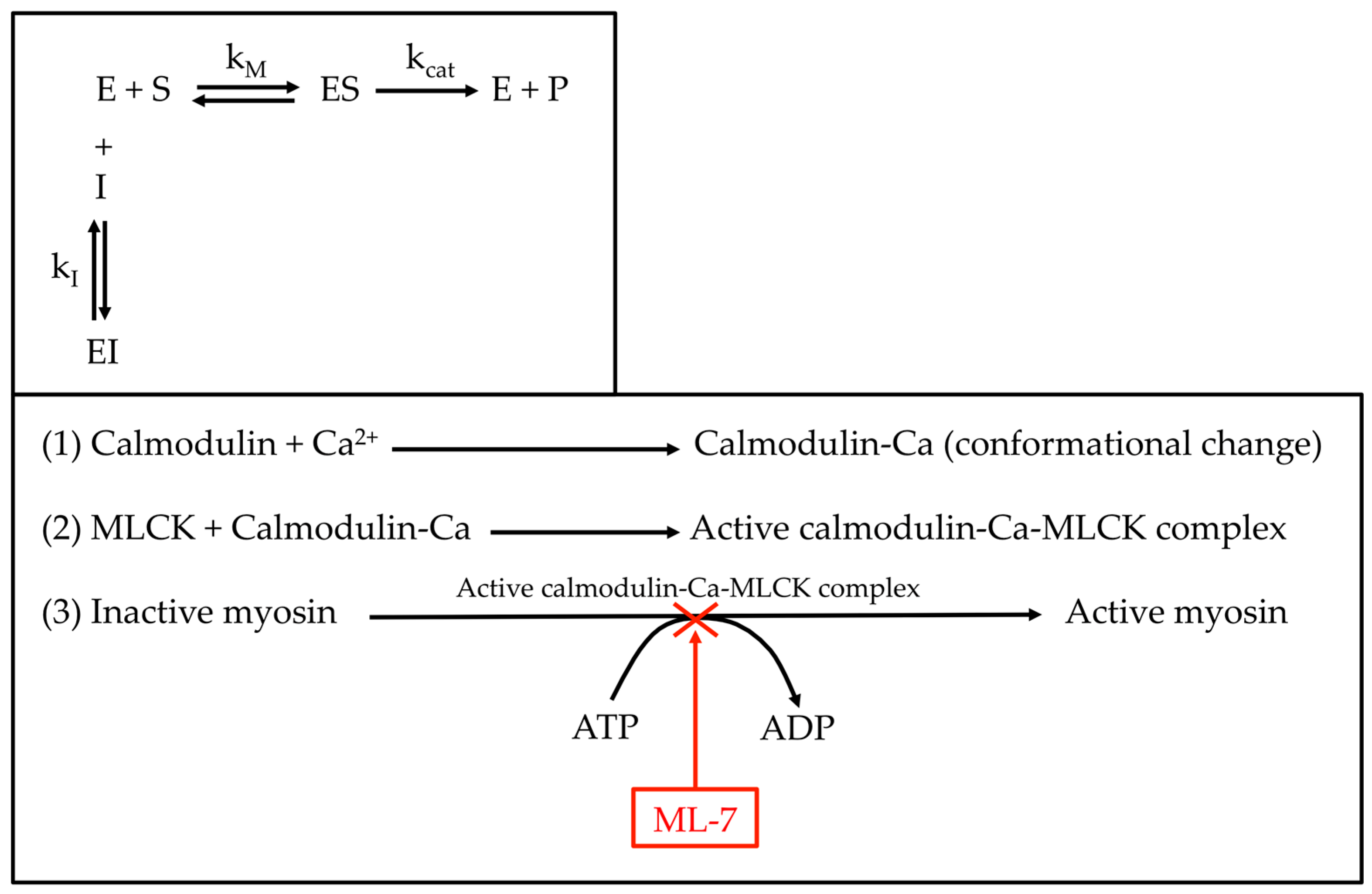 Ijms 24 02043 g009 Ijms 24 02043 g009