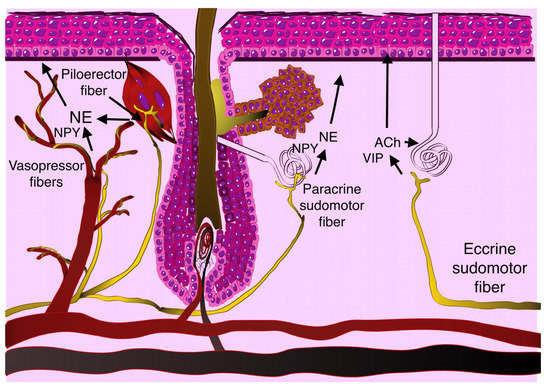 Sympathetic System in Wound Healing: Multistage Control in Normal 