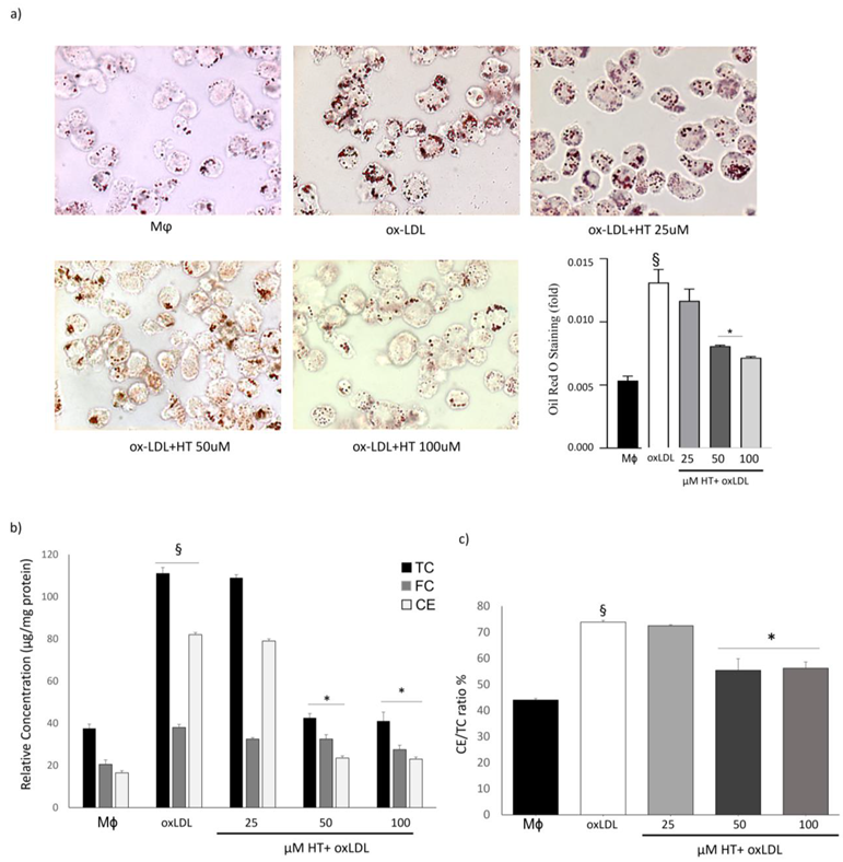 IJMS Free FullText Hydroxytyrosol Reduces Foam Cell Formation and Endothelial Inflammation