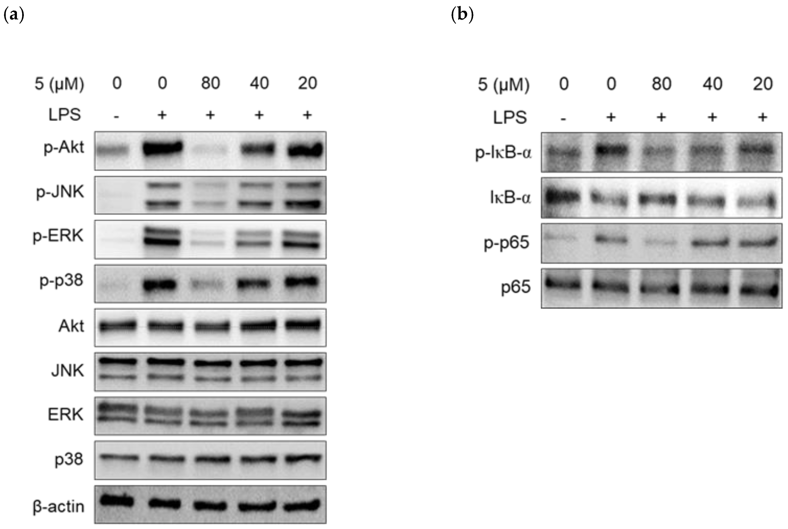 Ijms 24 02066 g007a Ijms 24 02066 g007a