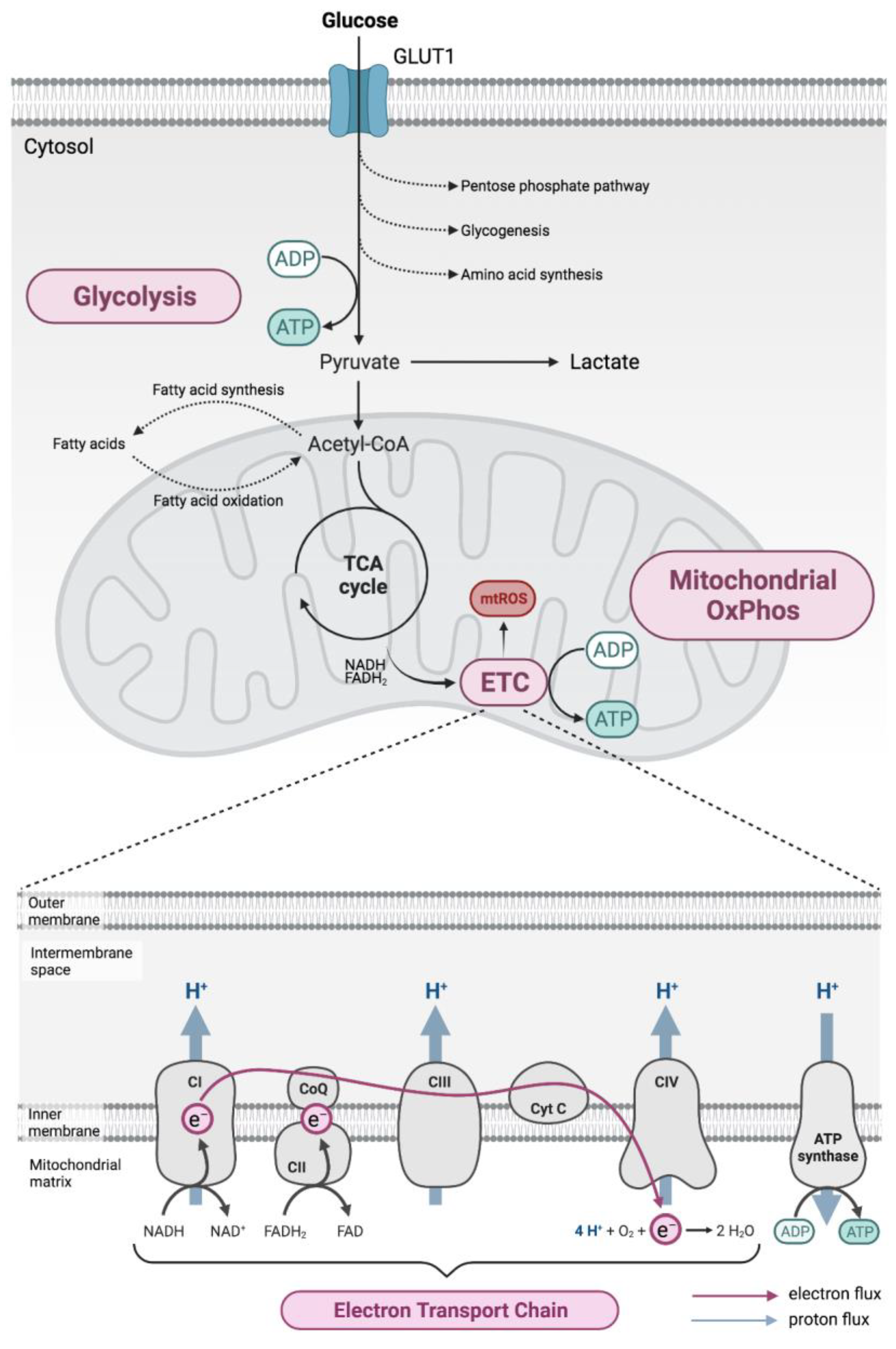 Ijms 24 02094 g001 Ijms 24 02094 g001