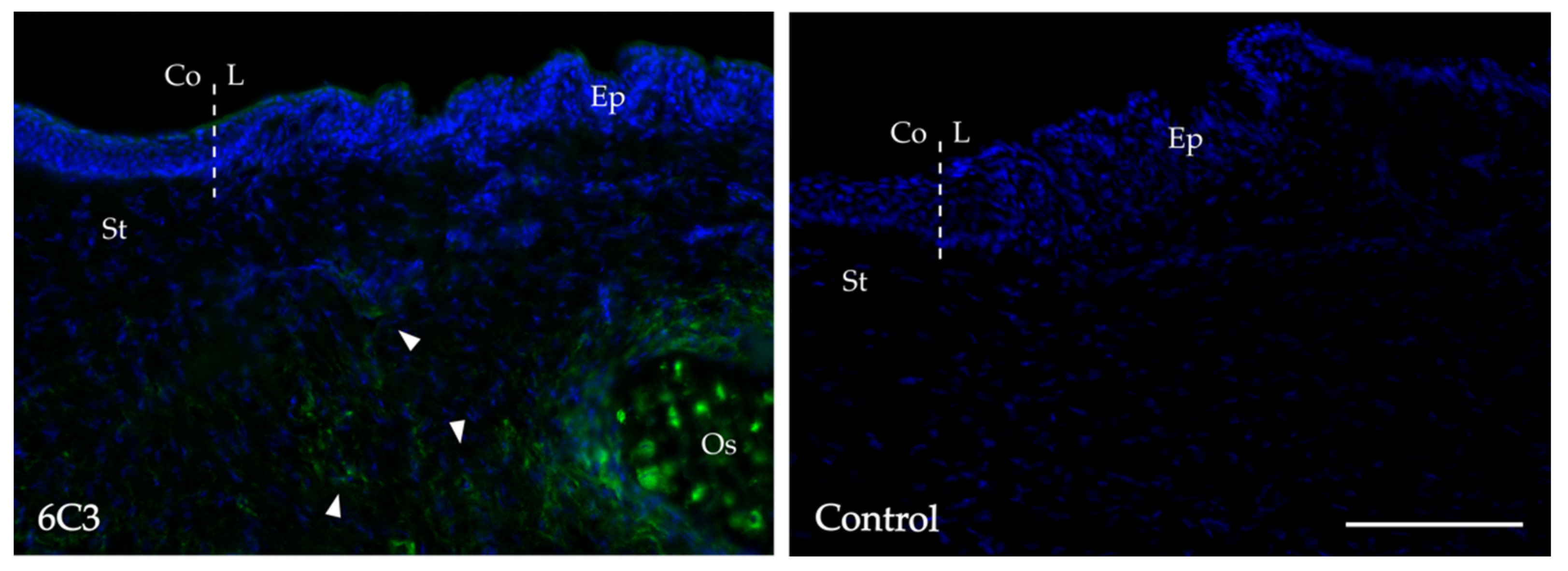 Ijms 24 02095 g001 Ijms 24 02095 g001