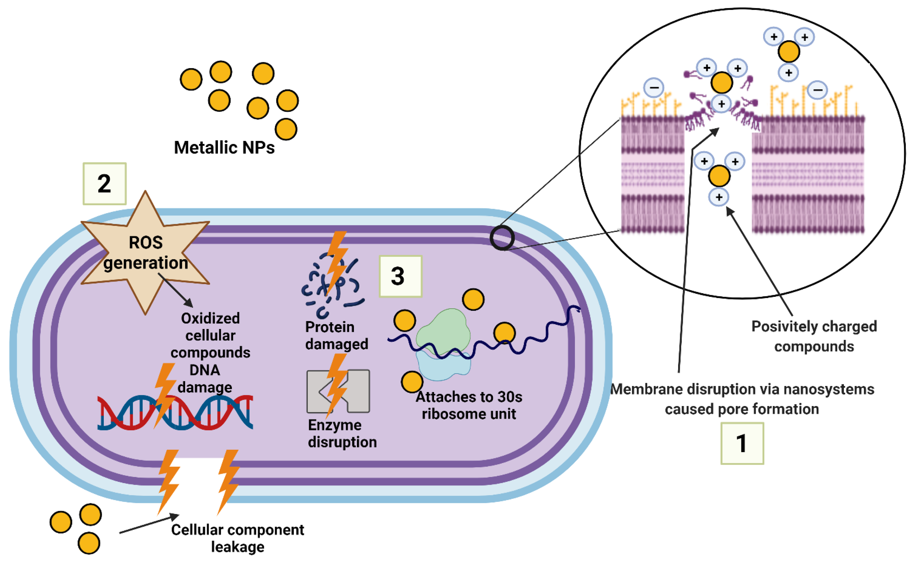Ijms 24 02104 g001 Ijms 24 02104 g001