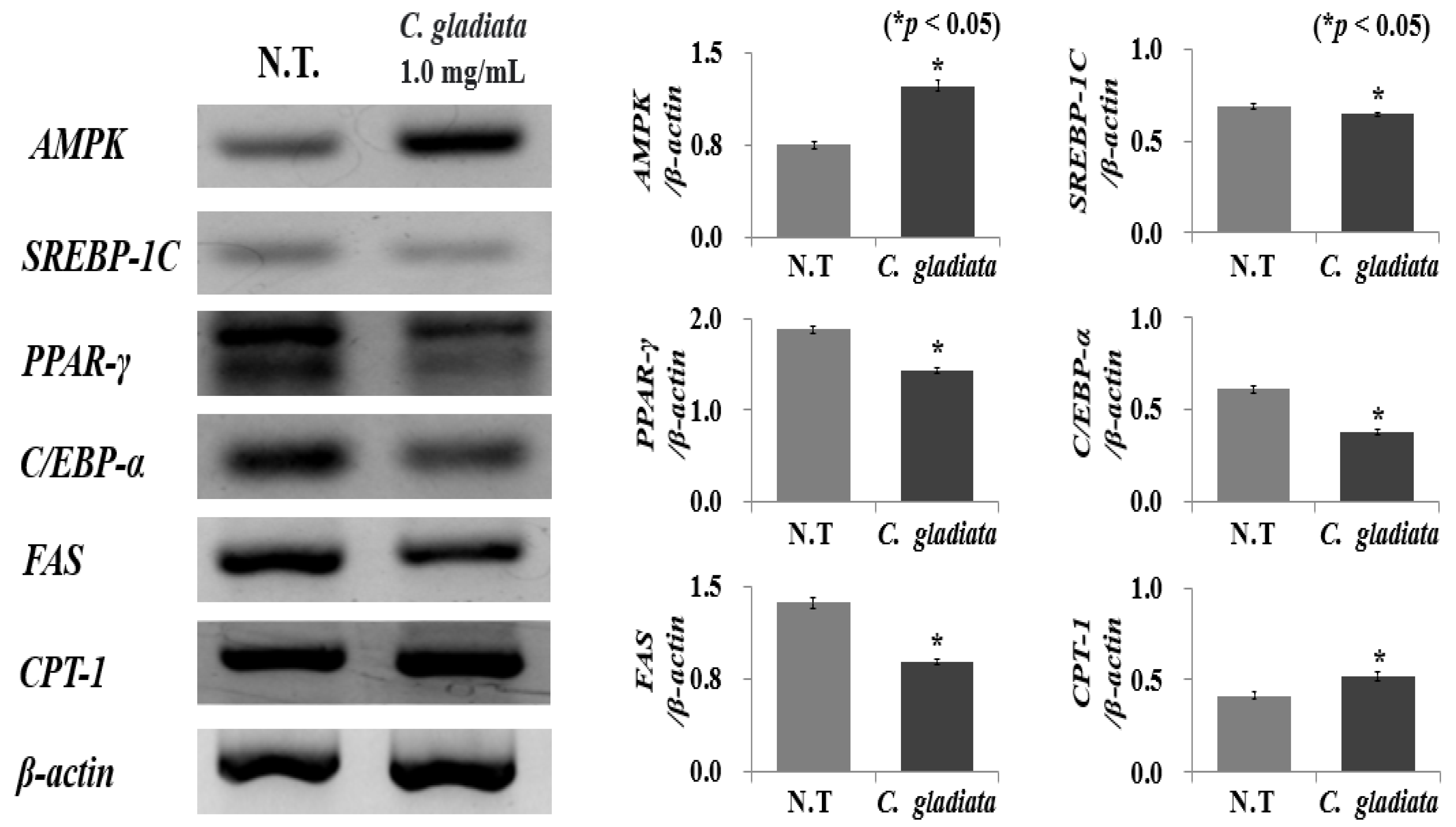 Ijms 24 02108 g003 Ijms 24 02108 g003