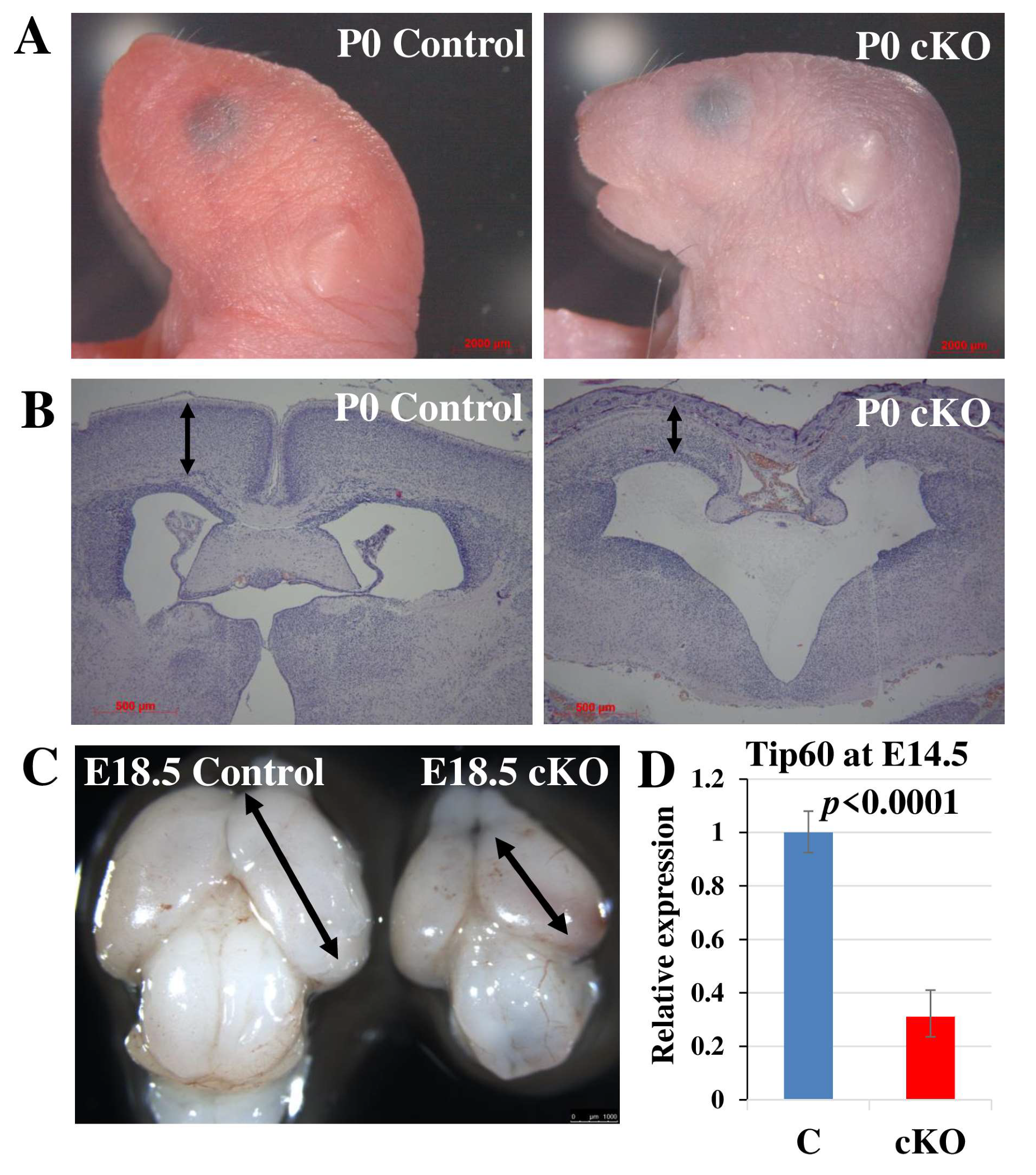 Ijms 24 02113 g001 Ijms 24 02113 g001