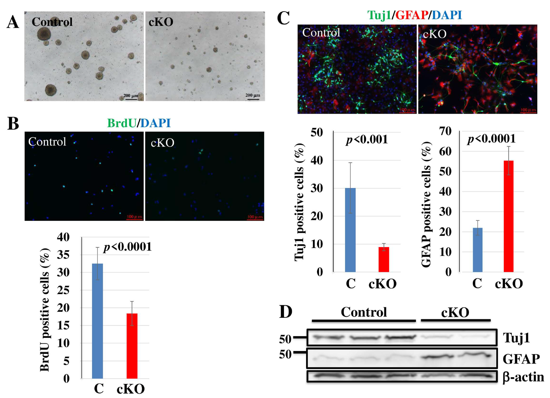 Ijms 24 02113 g004 Ijms 24 02113 g004