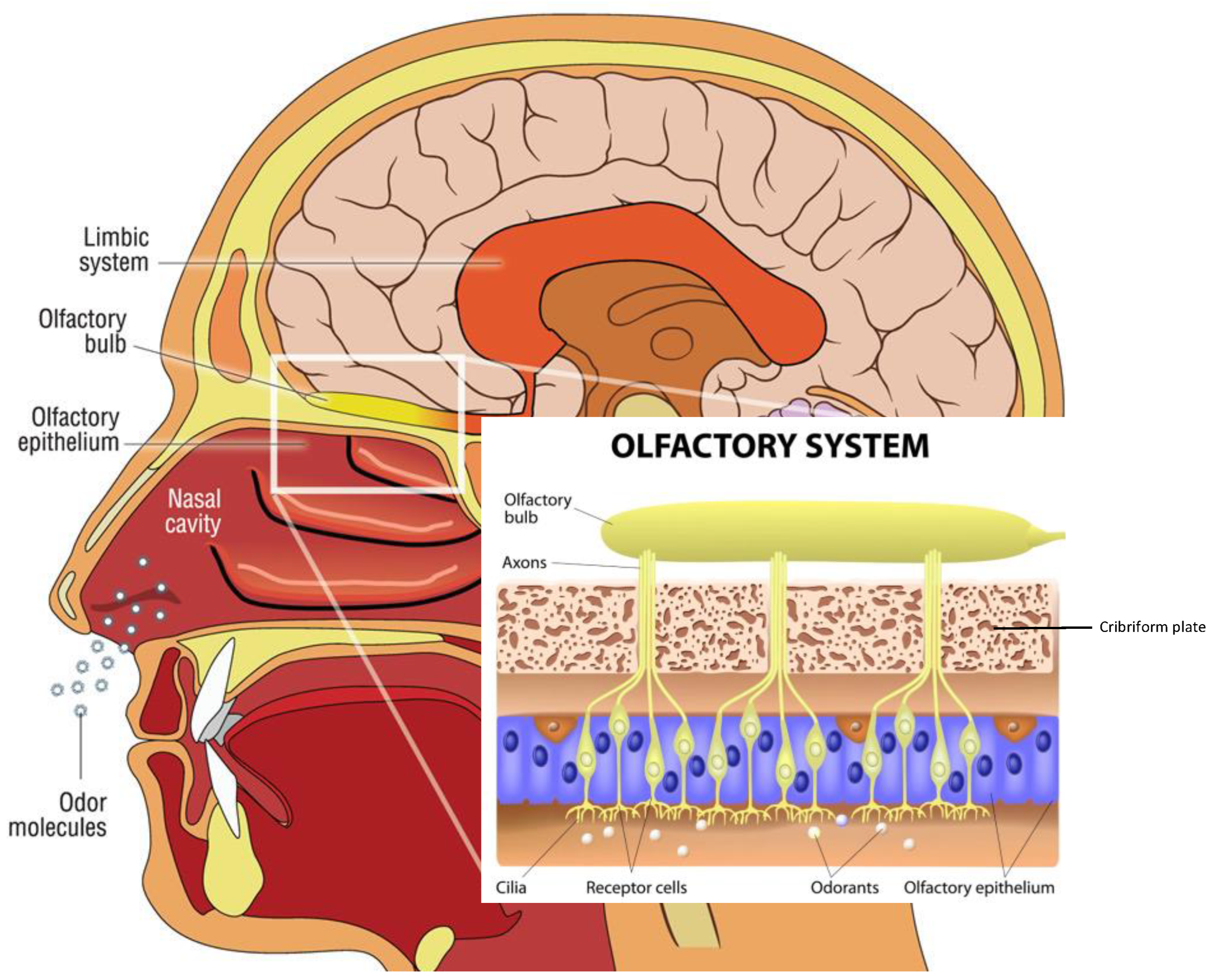 Ijms 24 02117 g002 Ijms 24 02117 g002