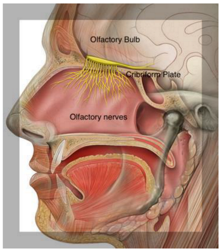Ijms 24 02117 i001 Ijms 24 02117 i001