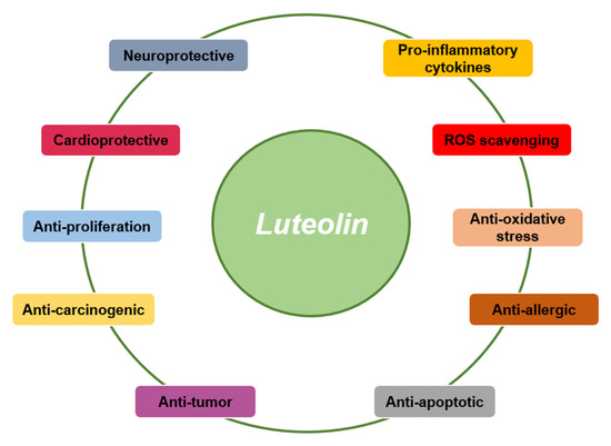 Immunopharmacological Activities of Luteolin in Chronic Diseases