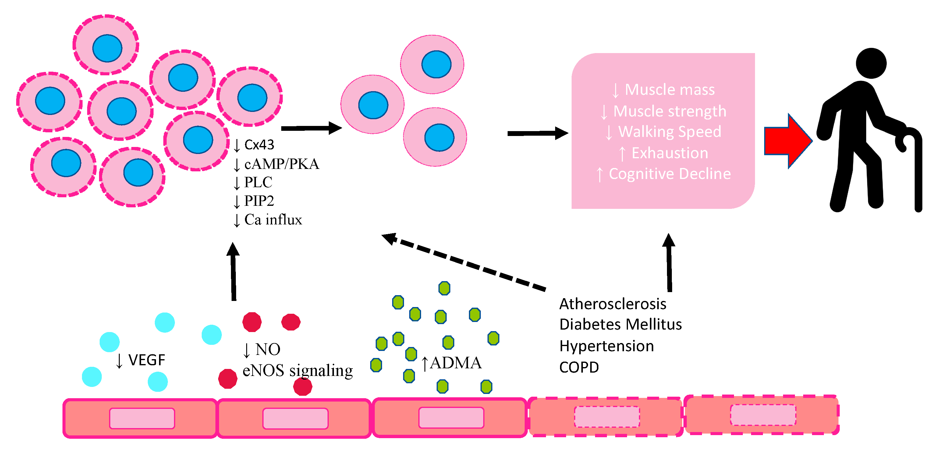 Ijms 24 02139 g001 Ijms 24 02139 g001
