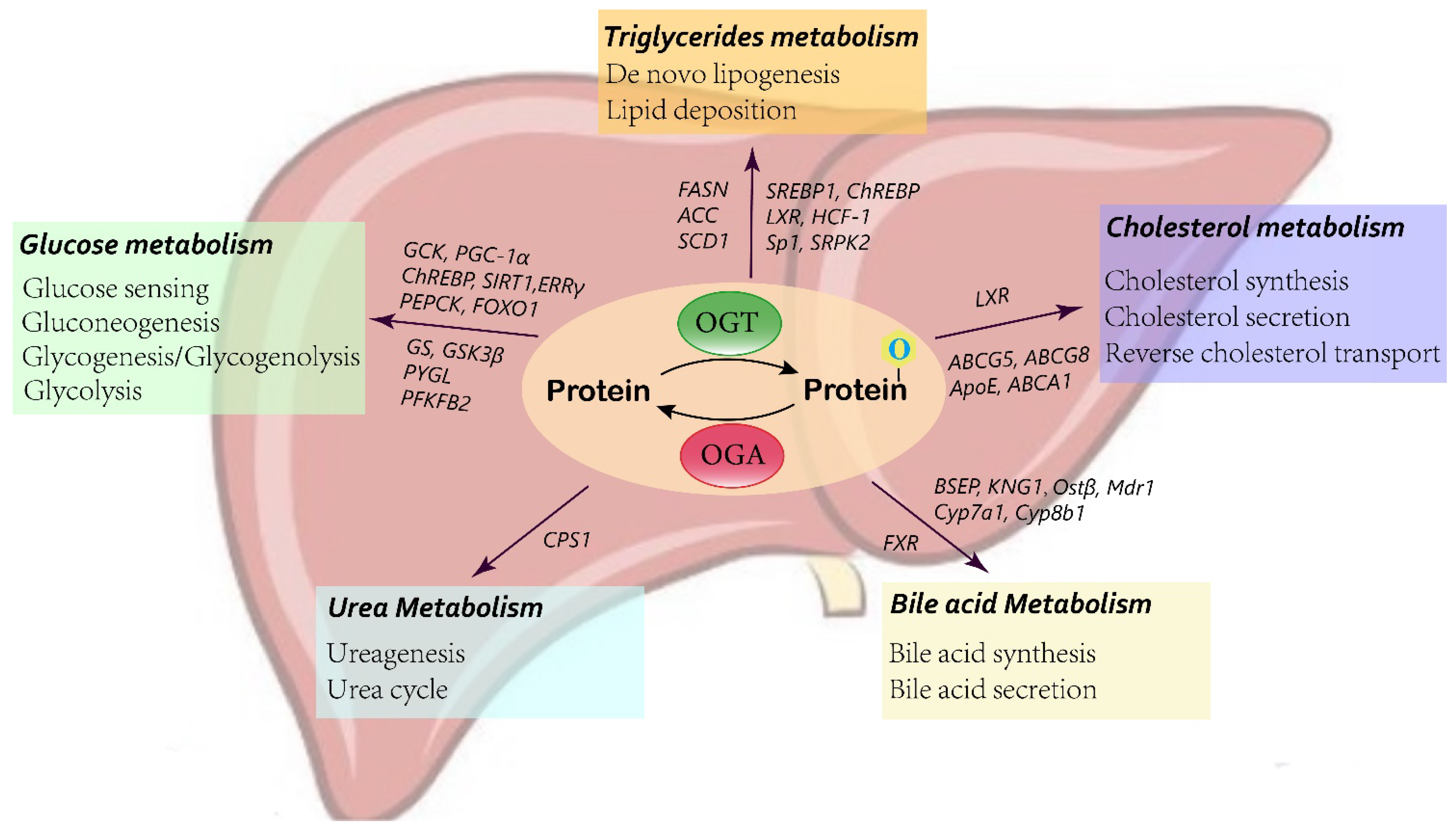 Emerging Role of Protein O-GlcNAcylation in Liver Metabolism