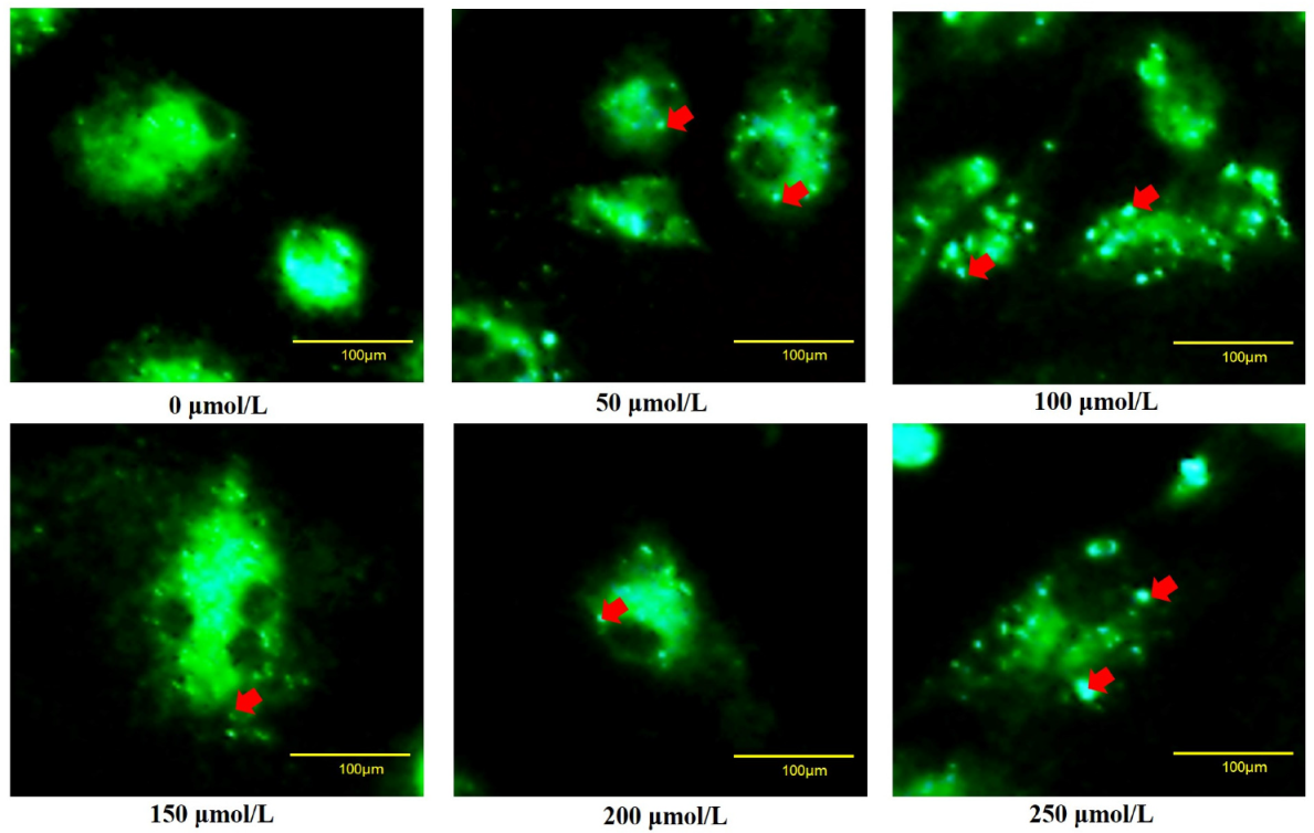 Ijms 24 02154 g008 Ijms 24 02154 g008