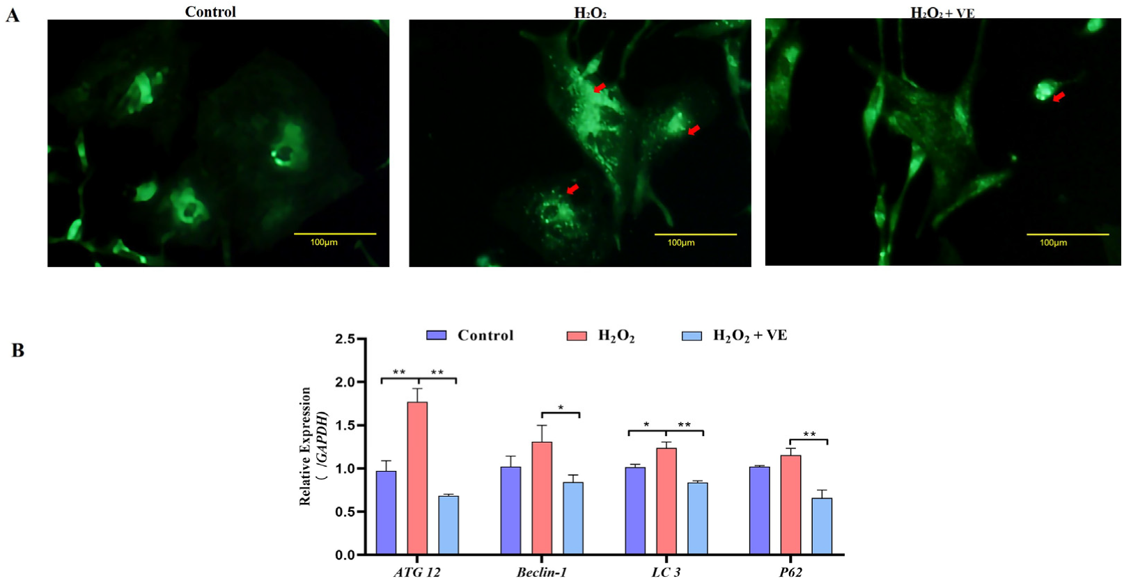 Ijms 24 02154 g013 Ijms 24 02154 g013