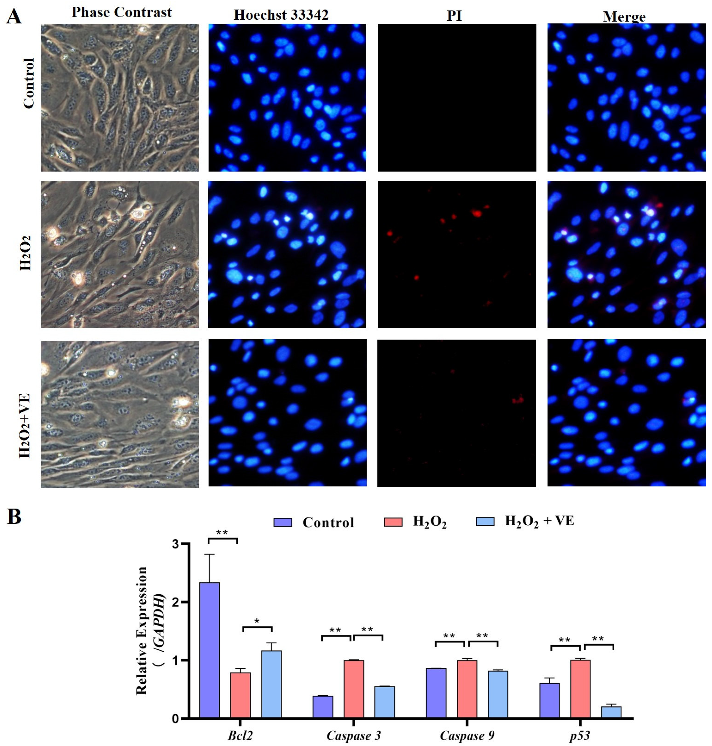 Ijms 24 02154 g014 Ijms 24 02154 g014