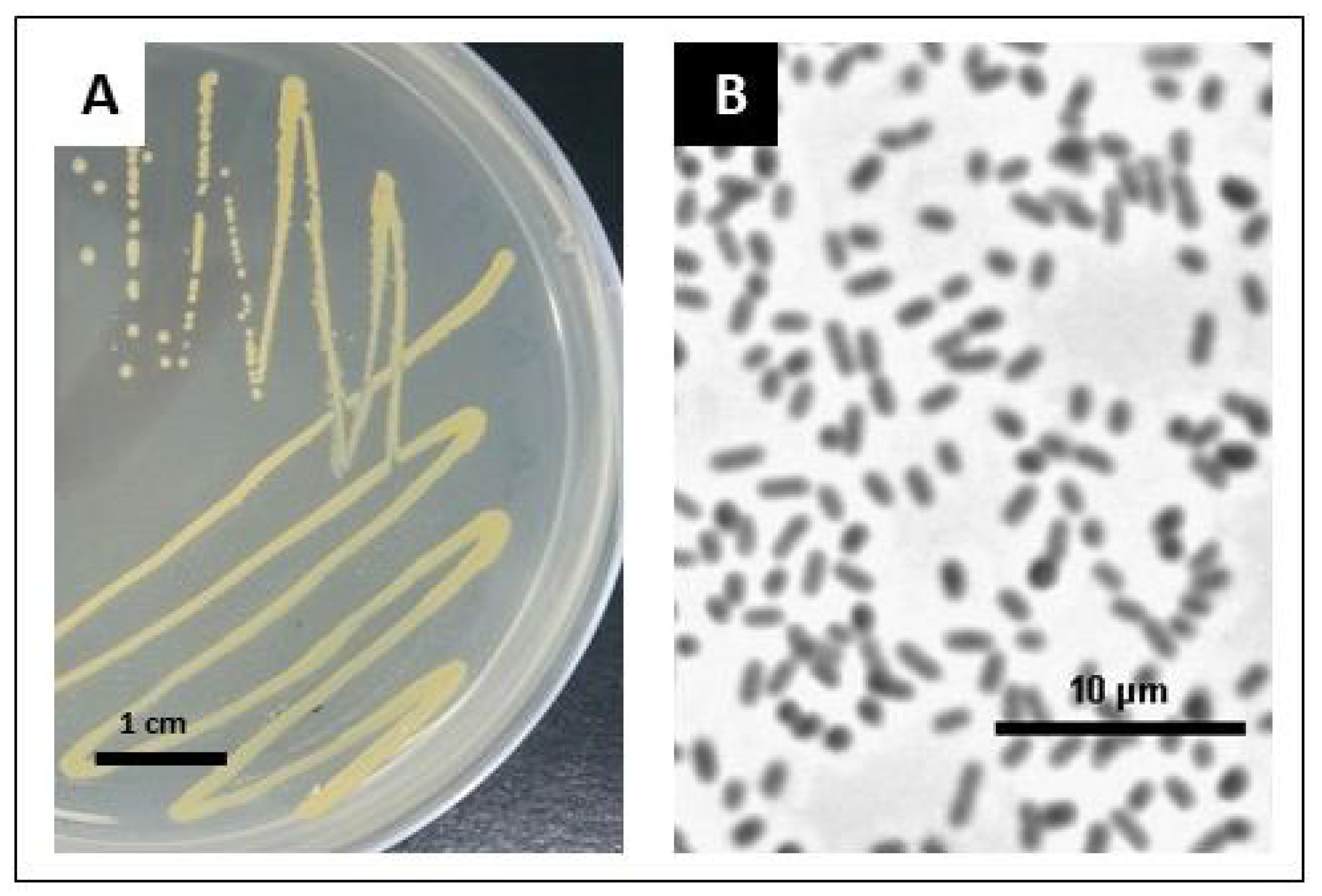 Ijms 24 02174 g001 Ijms 24 02174 g001