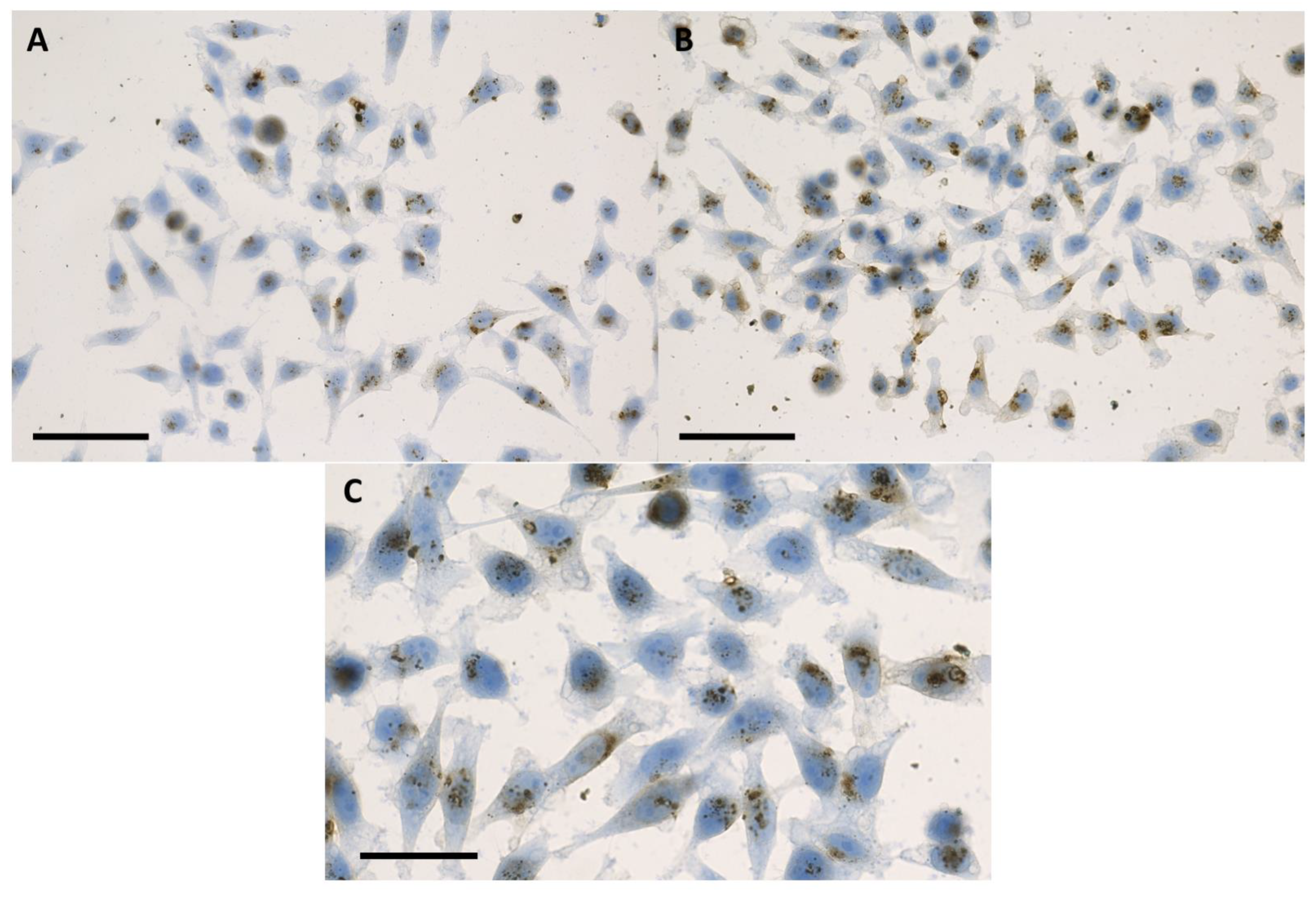 Ijms 24 02198 g001 Ijms 24 02198 g001