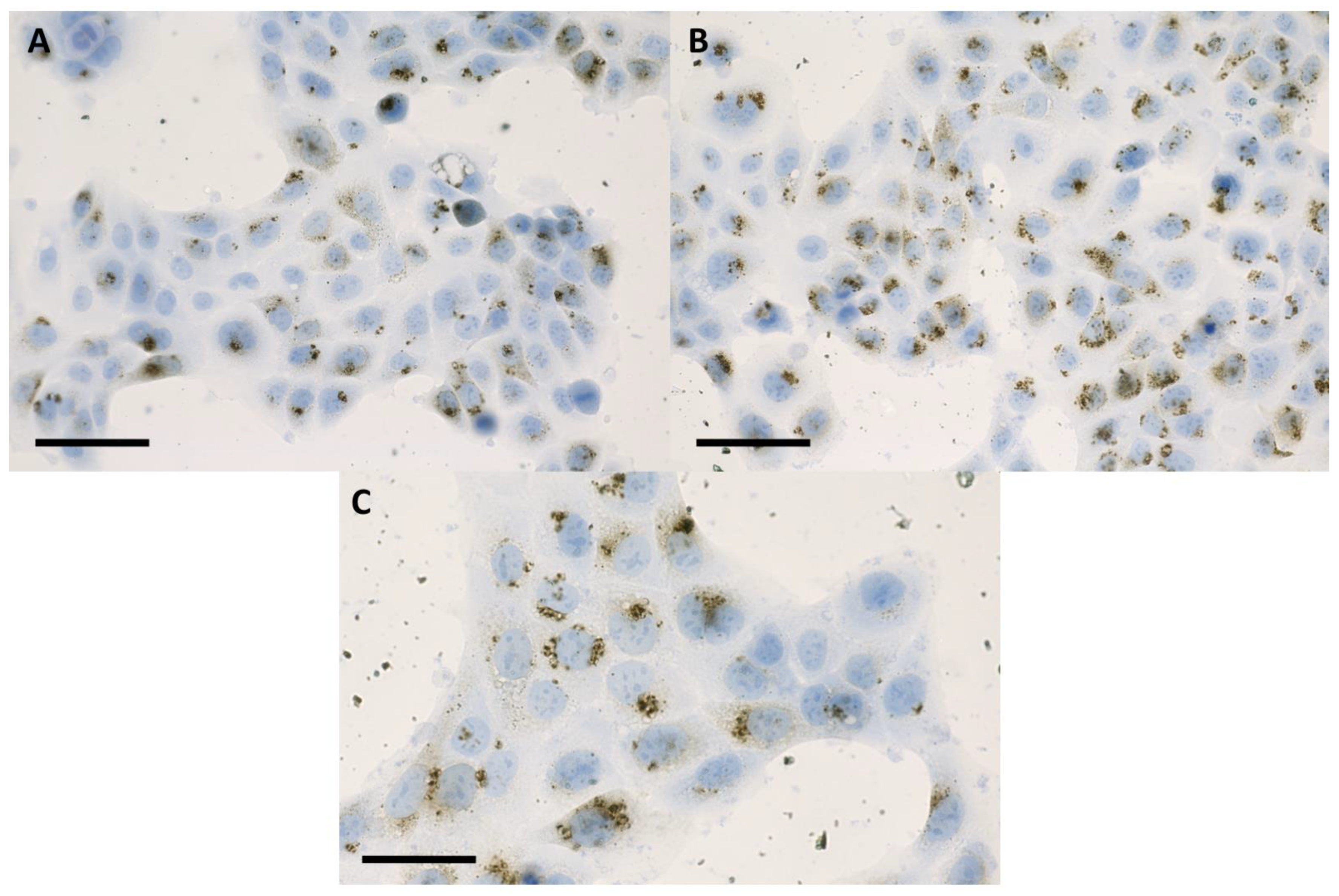 Ijms 24 02198 g003 Ijms 24 02198 g003