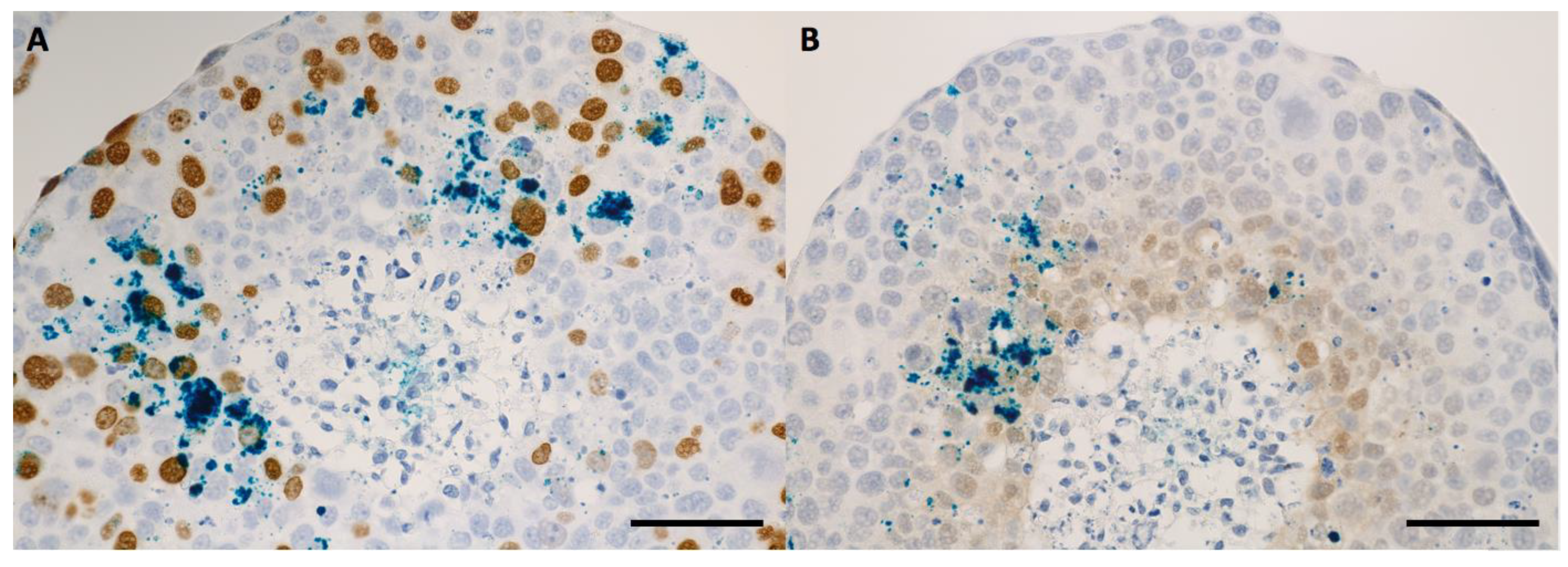 Ijms 24 02198 g007 Ijms 24 02198 g007