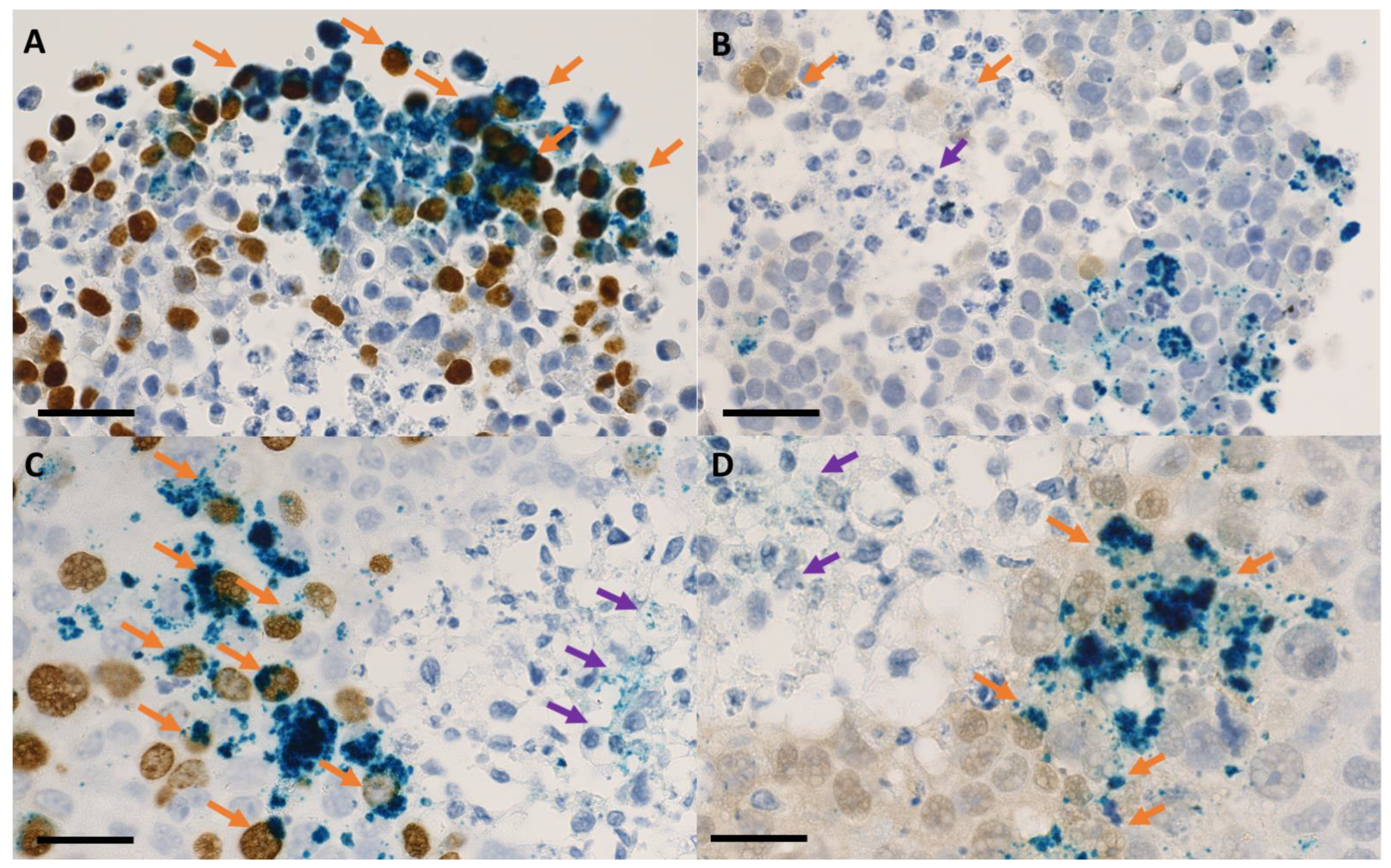 Ijms 24 02198 g008 Ijms 24 02198 g008