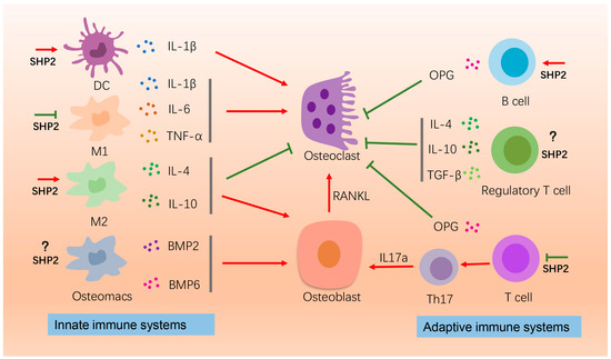 The Cell-Specific Role of SHP2 in Regulating Bone Homeostasis and