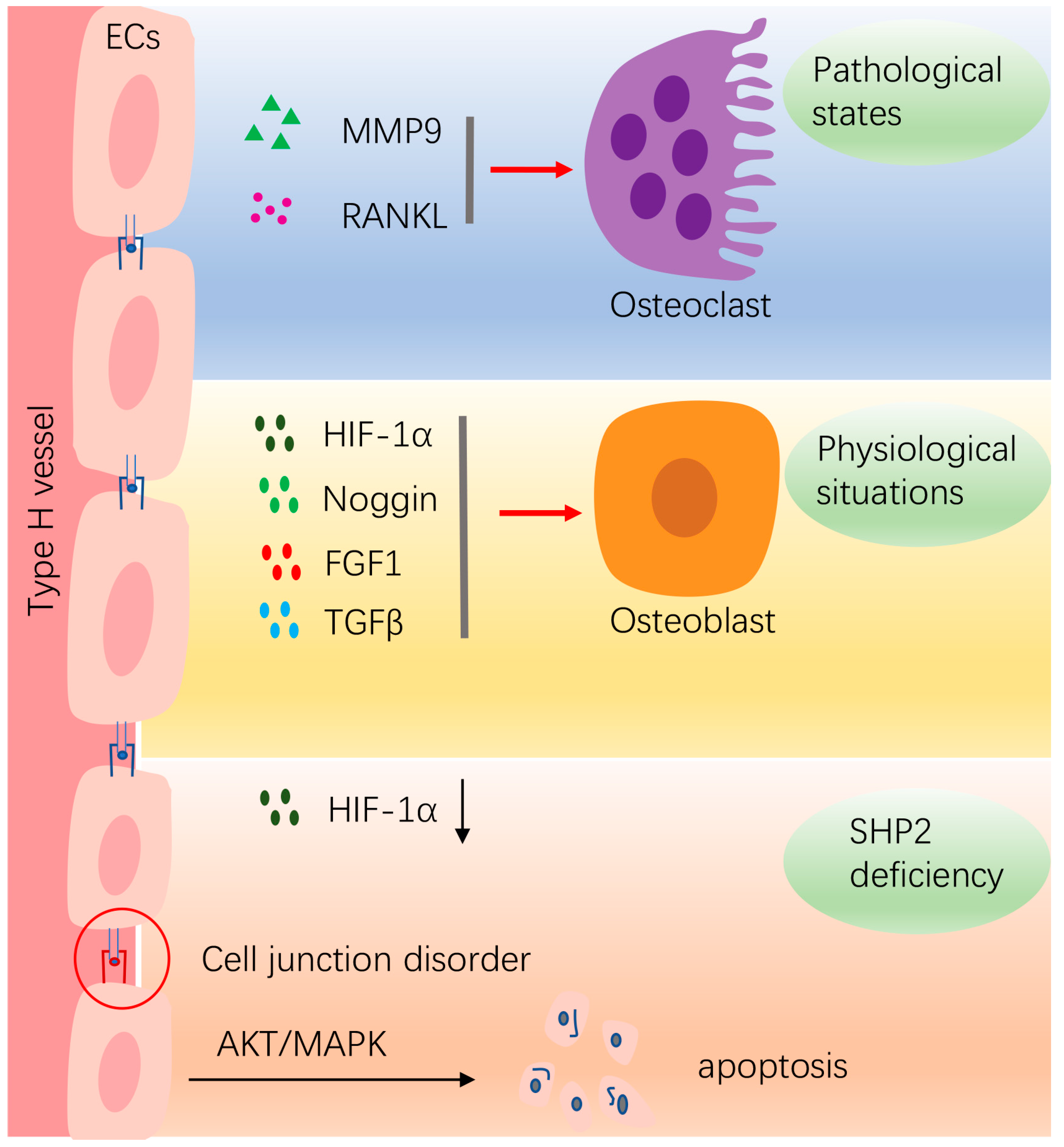 The Cell-Specific Role of SHP2 in Regulating Bone