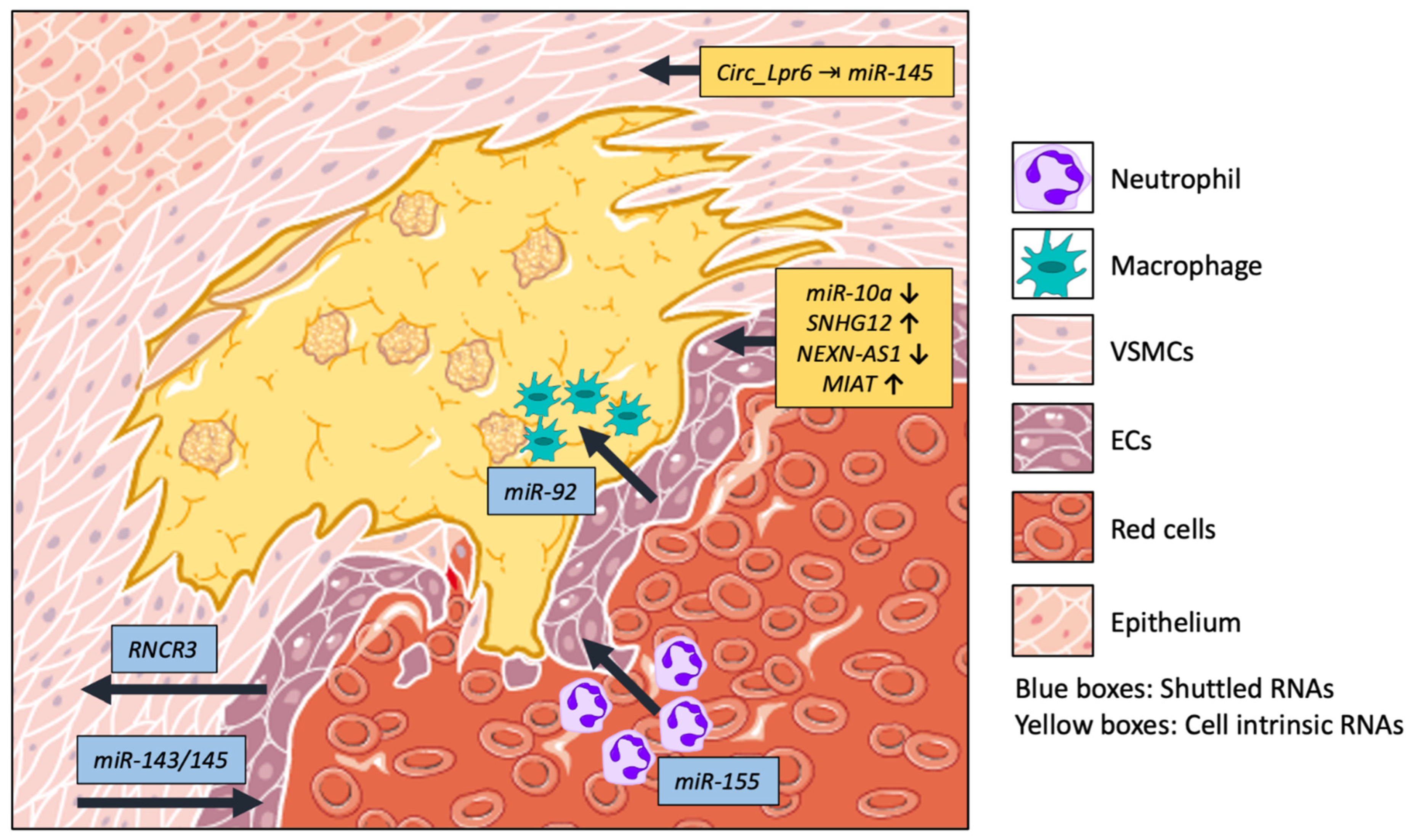 Ijms 24 02205 g001 Ijms 24 02205 g001