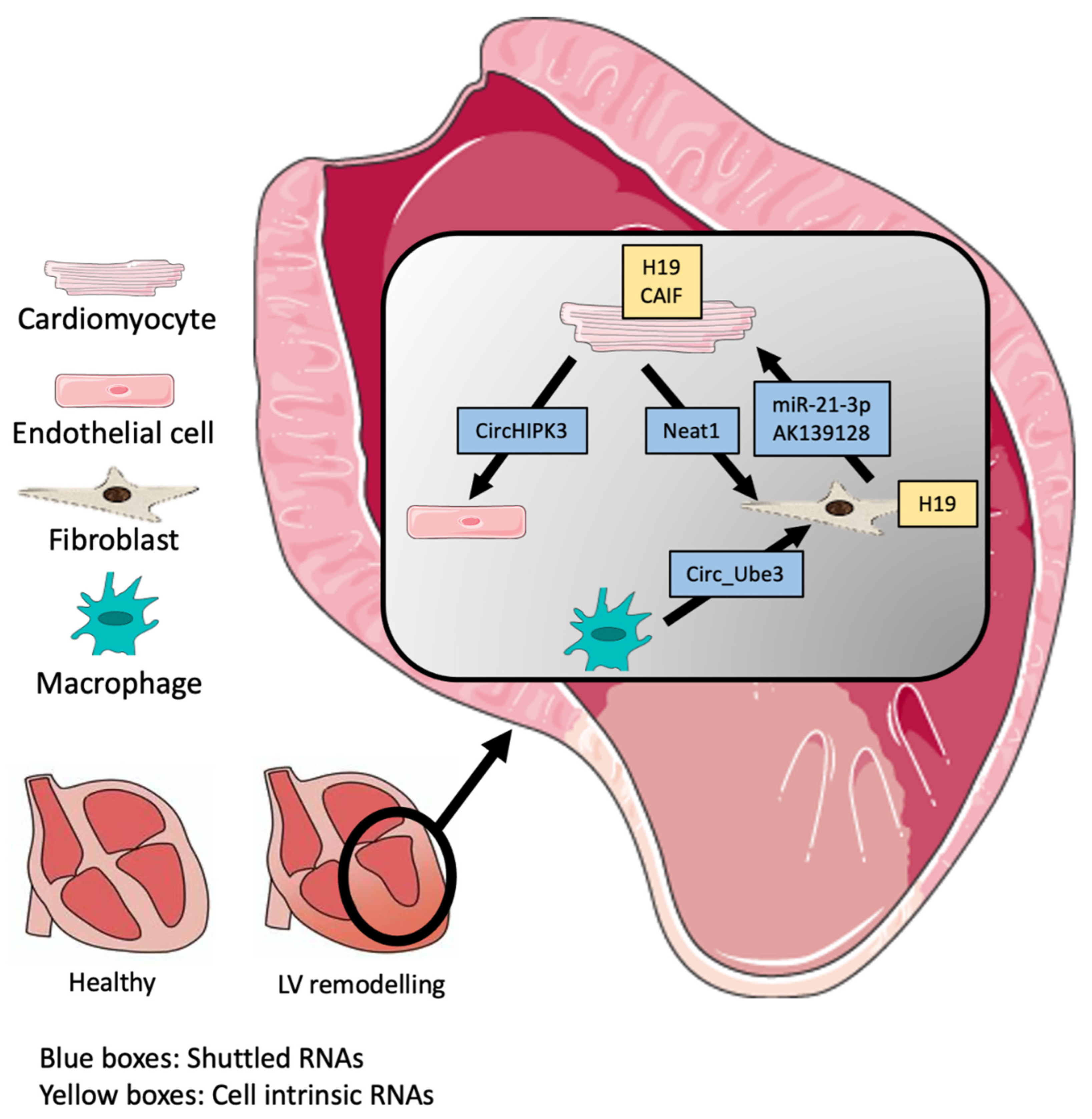 Ijms 24 02205 g002 Ijms 24 02205 g002