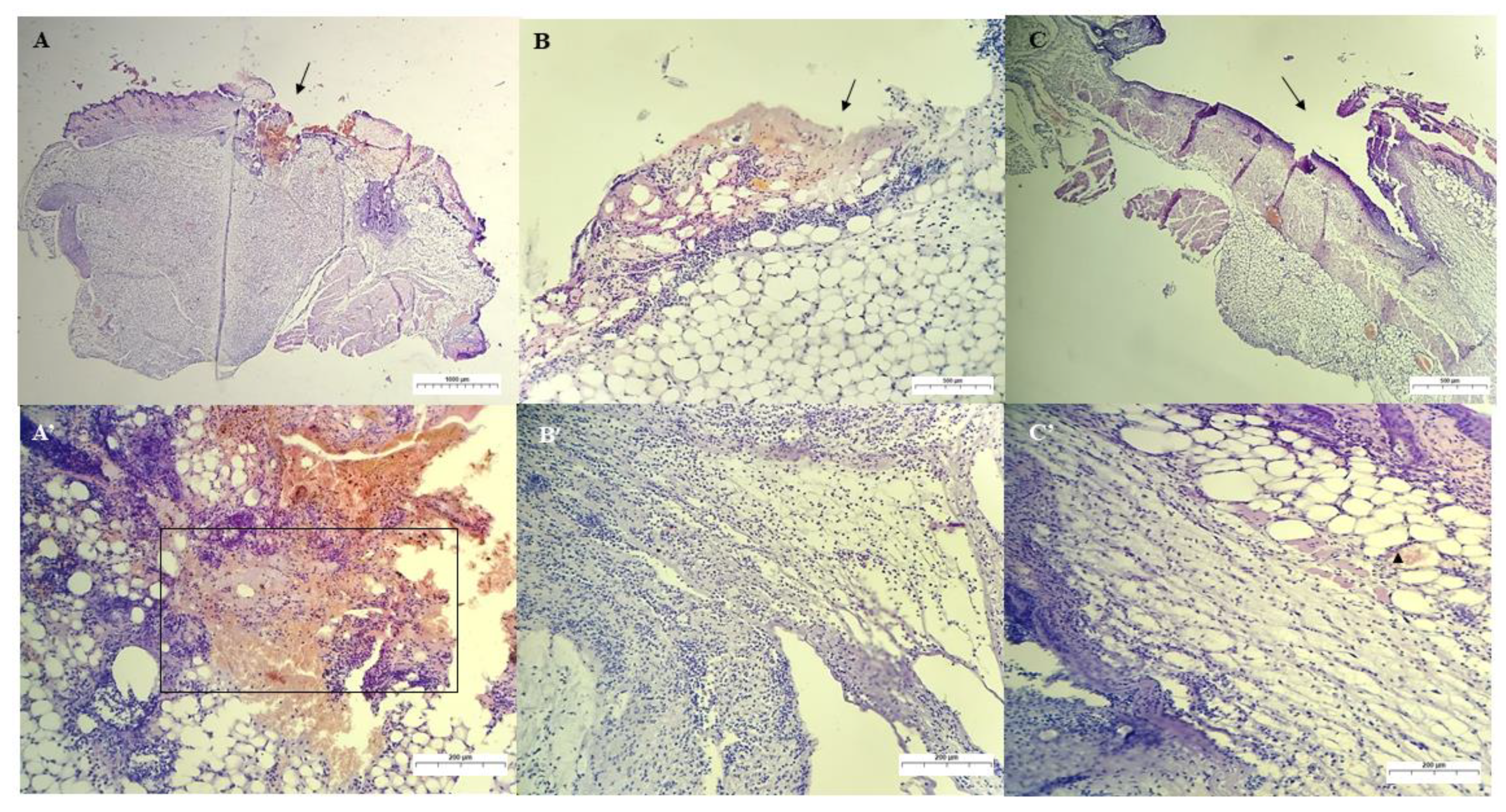 Ijms 24 02210 g009 Ijms 24 02210 g009