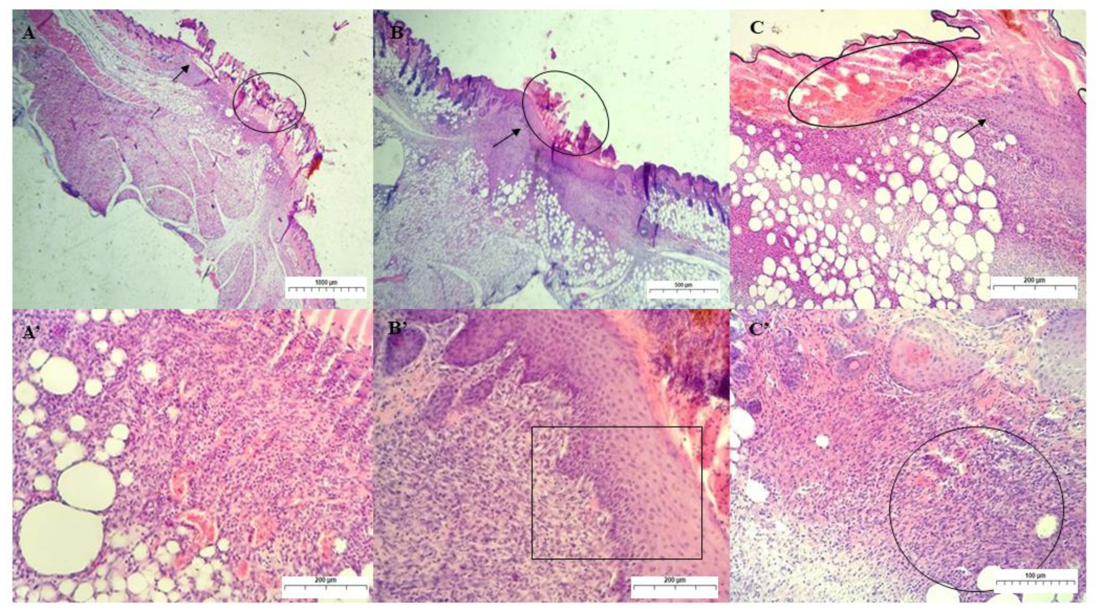 Ijms 24 02210 g010 Ijms 24 02210 g010