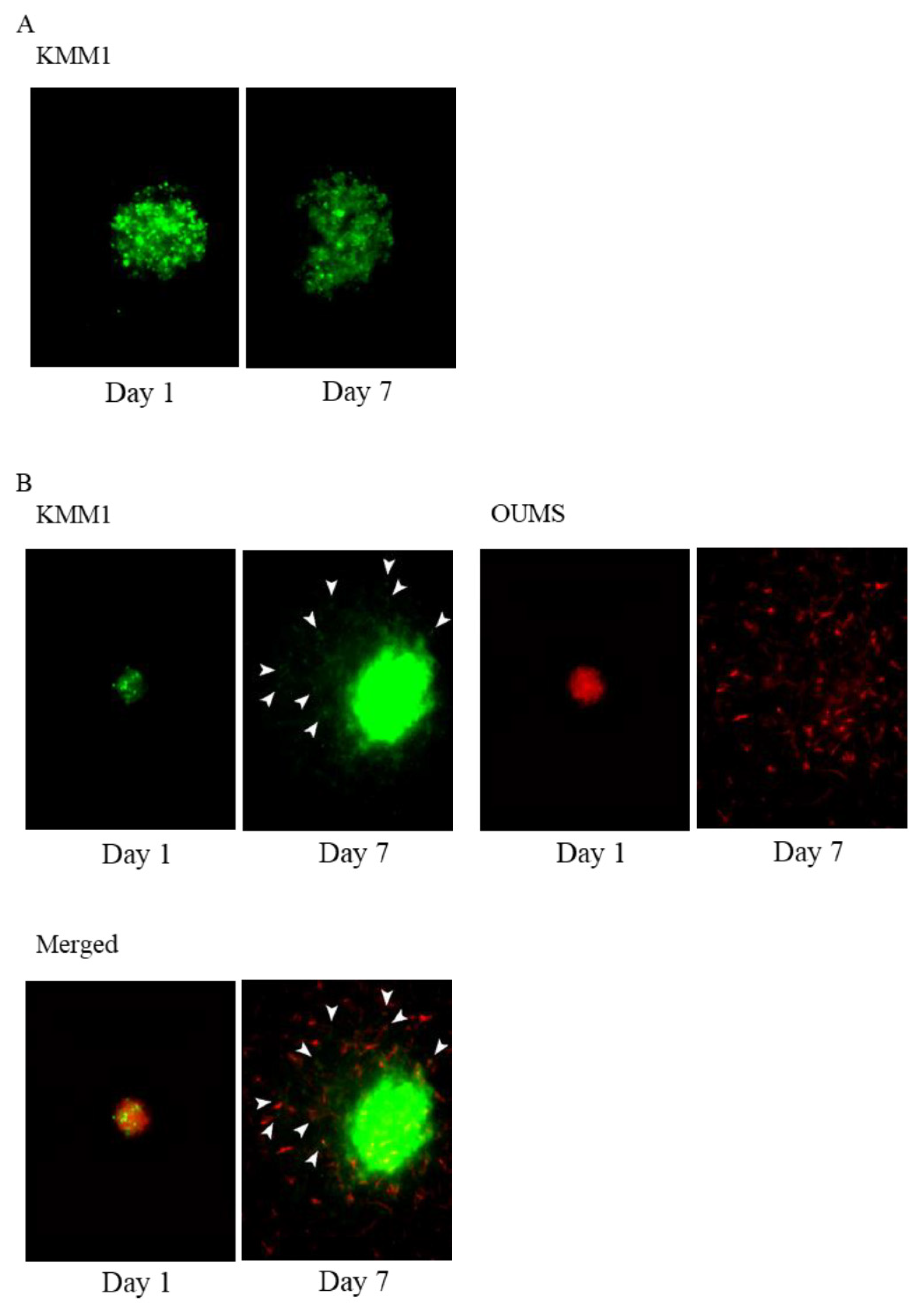 Ijms 24 02216 g007 Ijms 24 02216 g007