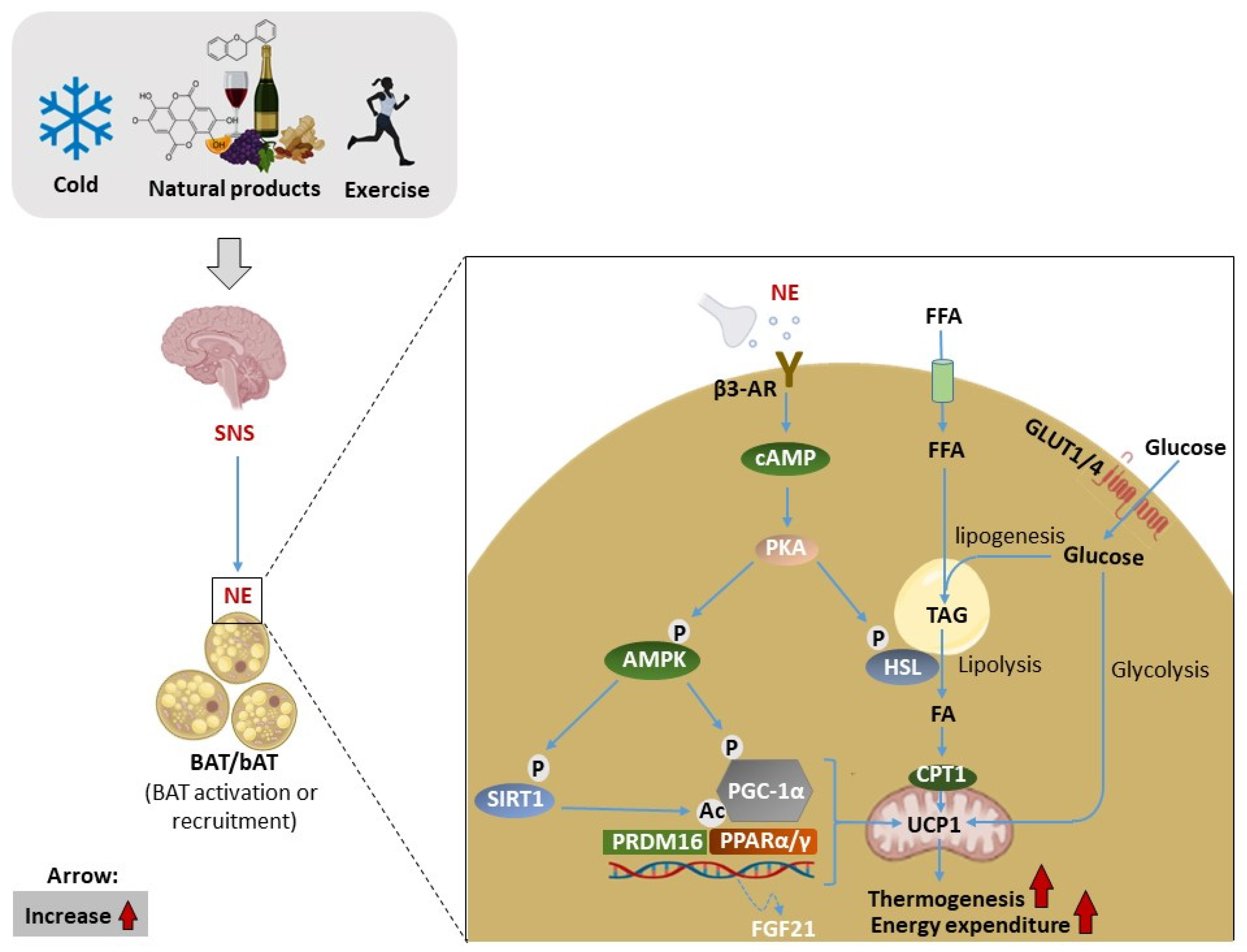 Ijms 24 02227 g002 Ijms 24 02227 g002