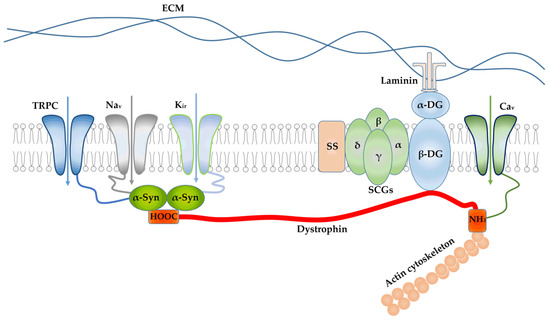 IJMS Free Full Text Ion Channels of the Sarcolemma and IJMS Free Full Text Ion Channels of the Sarcolemma and